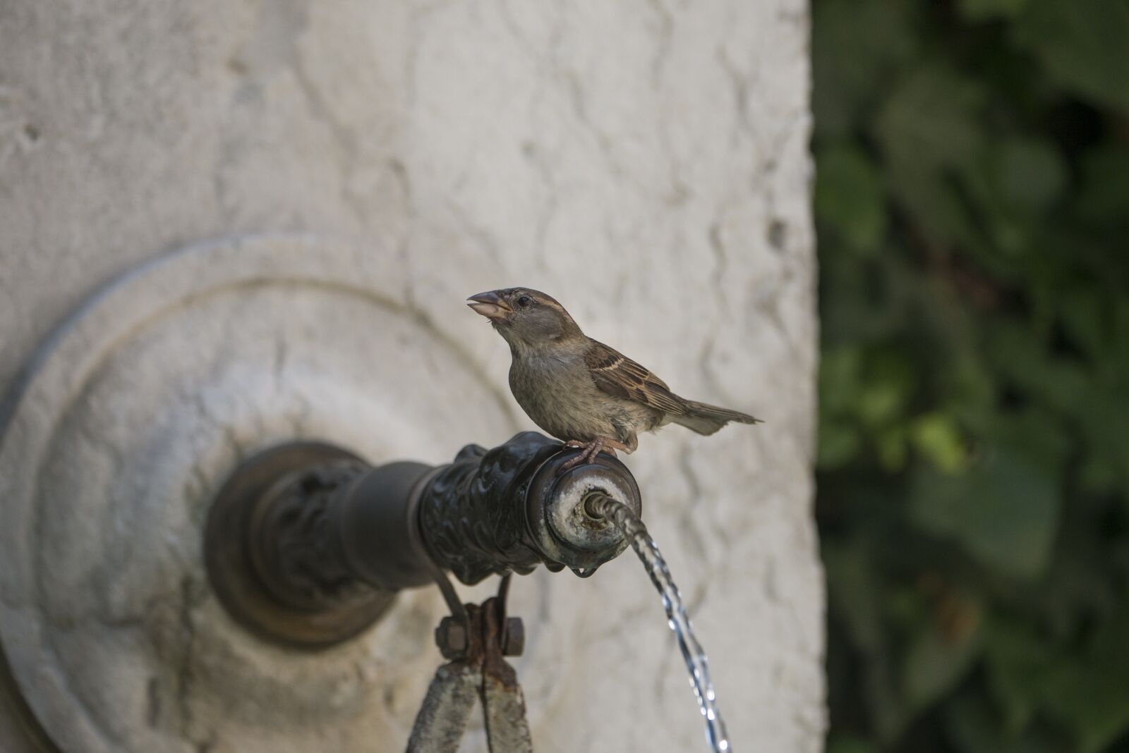 Panasonic Leica DG Vario-Elmarit 50-200mm F2.8-4.0 ASPH Power OIS sample photo. Bird, fountain, summer photography