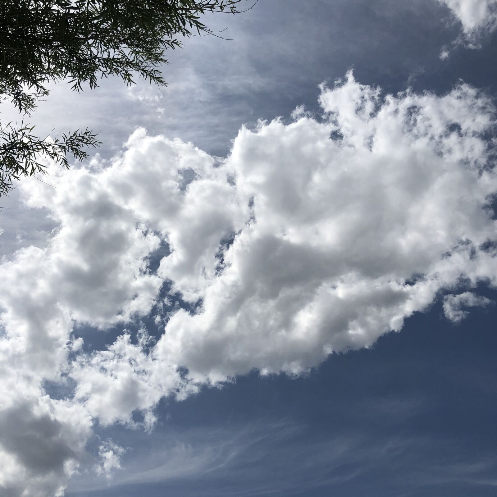 iPhone 8 back camera 3.99mm f/1.8 sample photo. Blue sky, white clouds photography