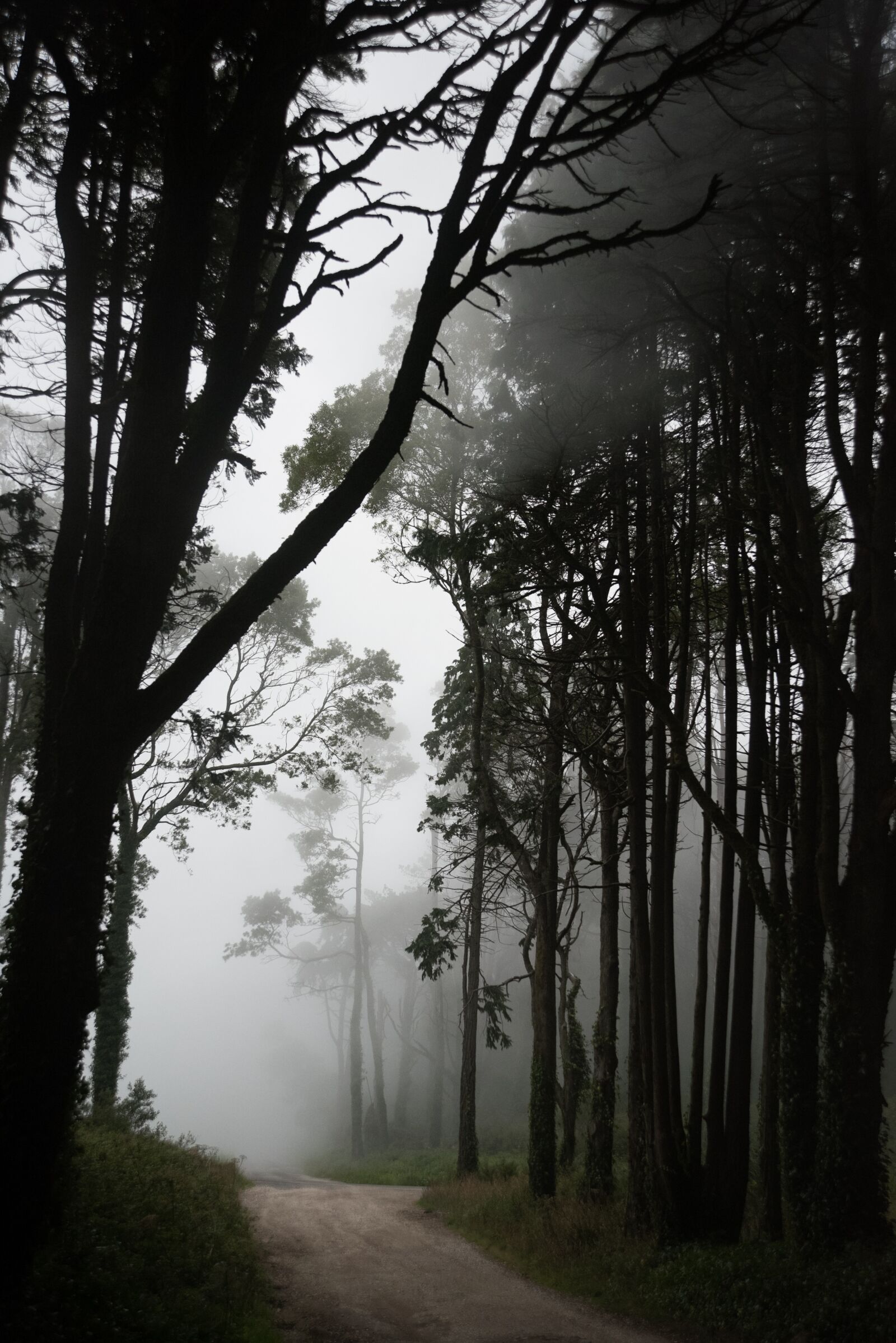 Nikon D810 sample photo. Fog, silhouettes, landscape photography