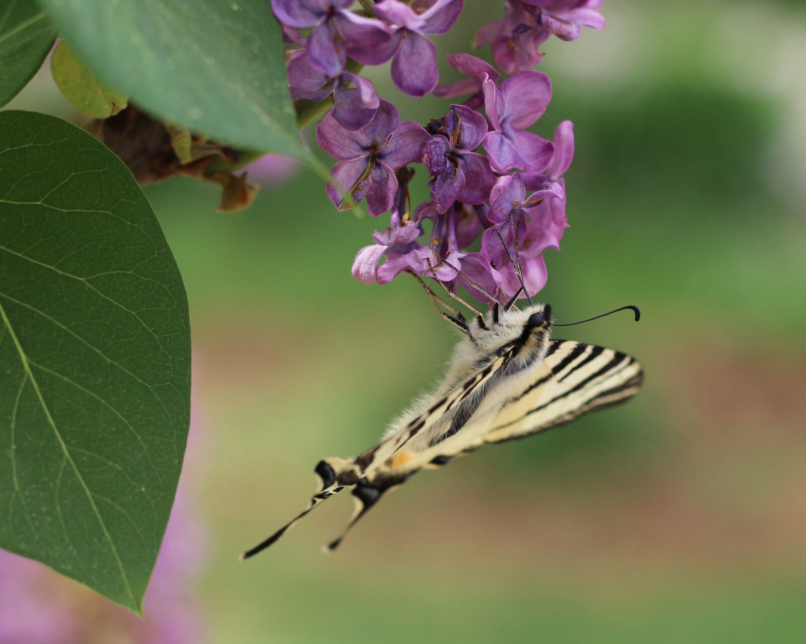 Canon EOS 700D (EOS Rebel T5i / EOS Kiss X7i) sample photo. Scarce swallowtail, swallowtail, butterfly photography