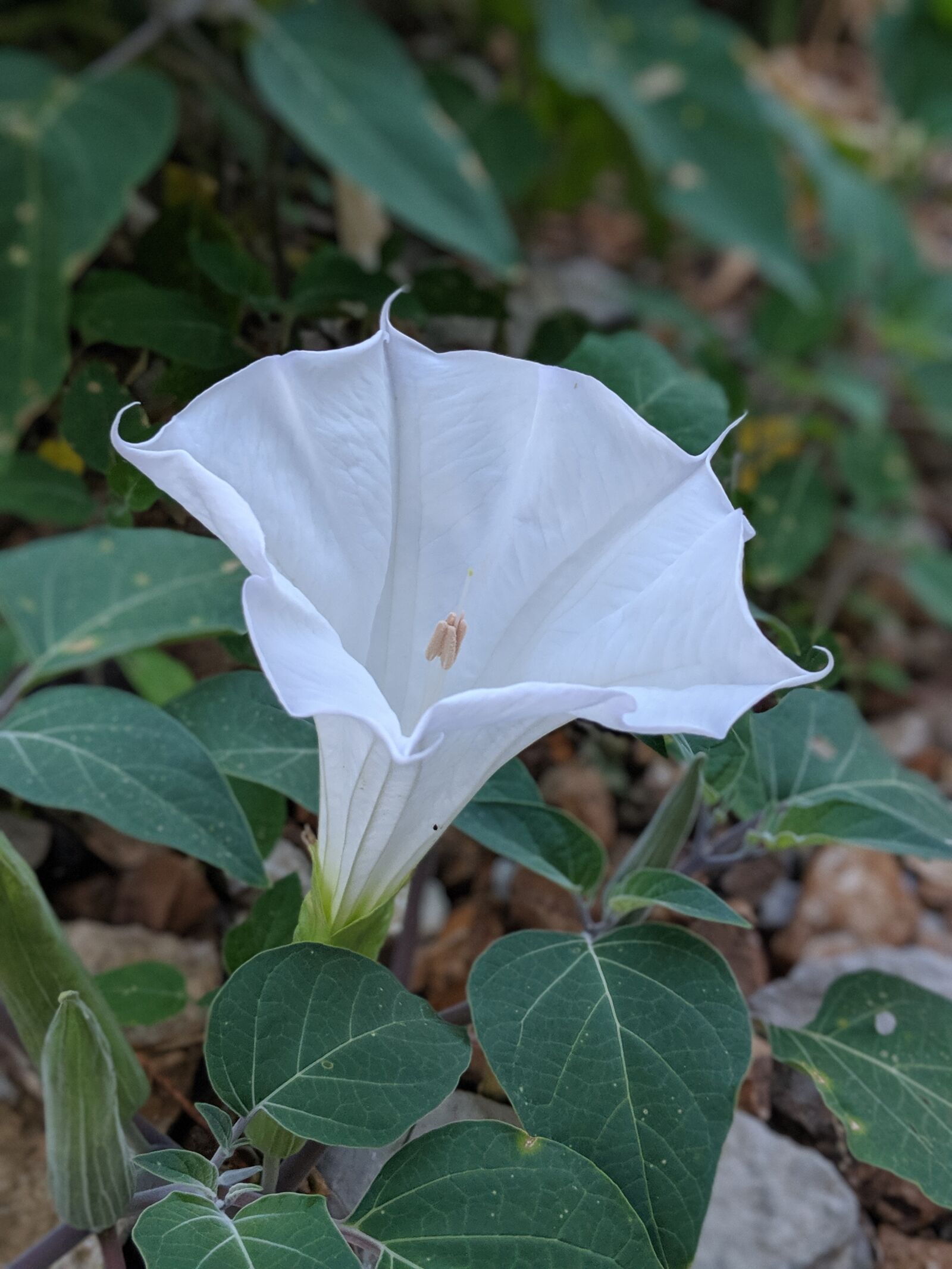 Google Pixel 2 sample photo. Flower, summer, spring photography