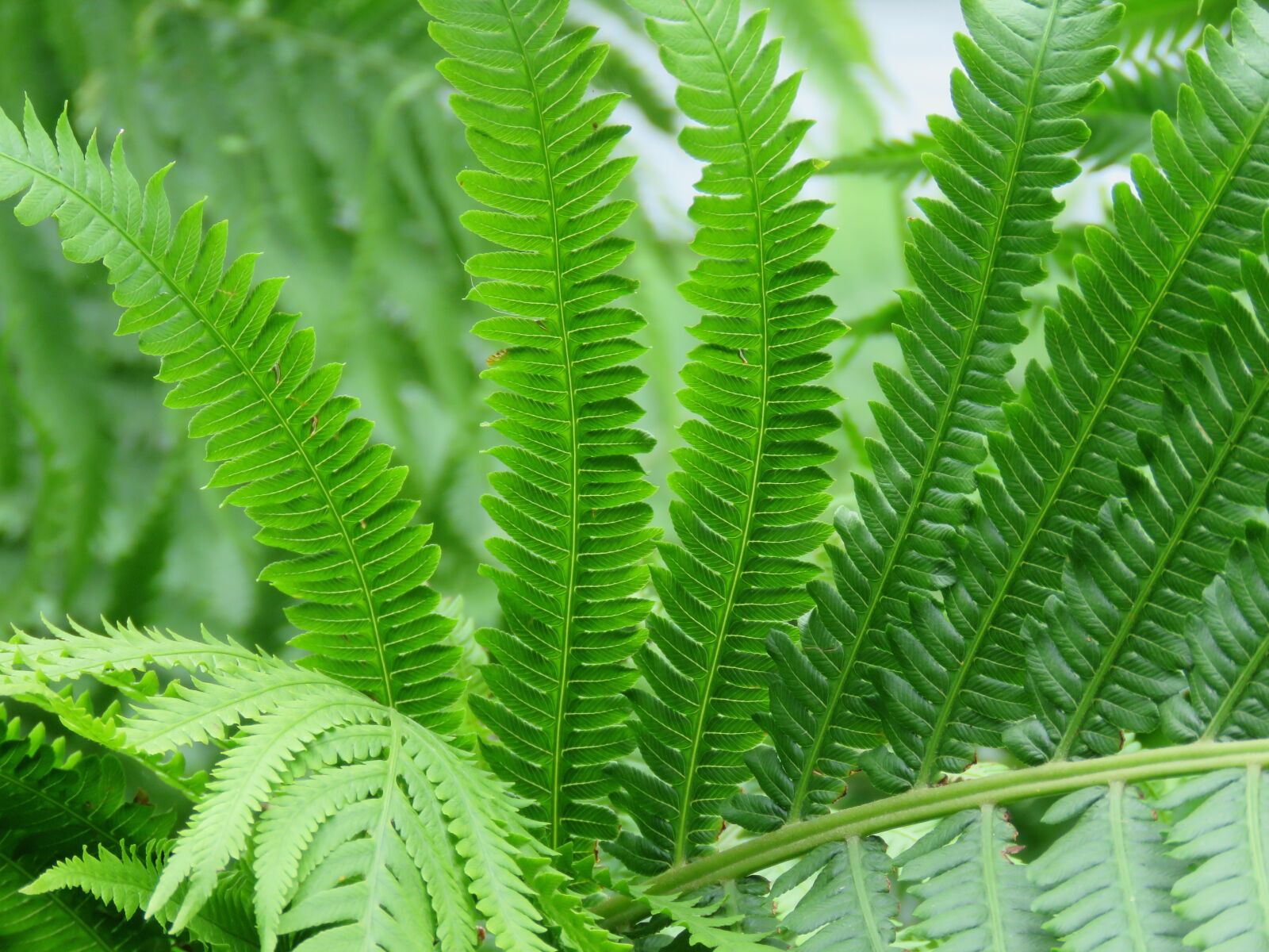 Canon PowerShot SX60 HS sample photo. Fern, plant, green photography