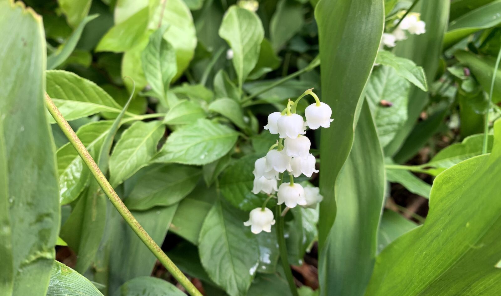 Apple iPhone XR sample photo. Flowers, garden, flower photography