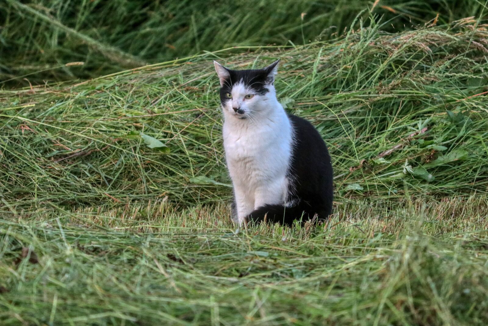 Canon EOS 80D sample photo. Cat, meadow, fur photography