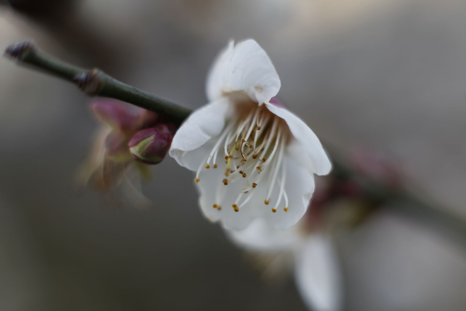 Canon EOS 5D Mark II sample photo. Beautiful, flowers, bokeh, macro photography