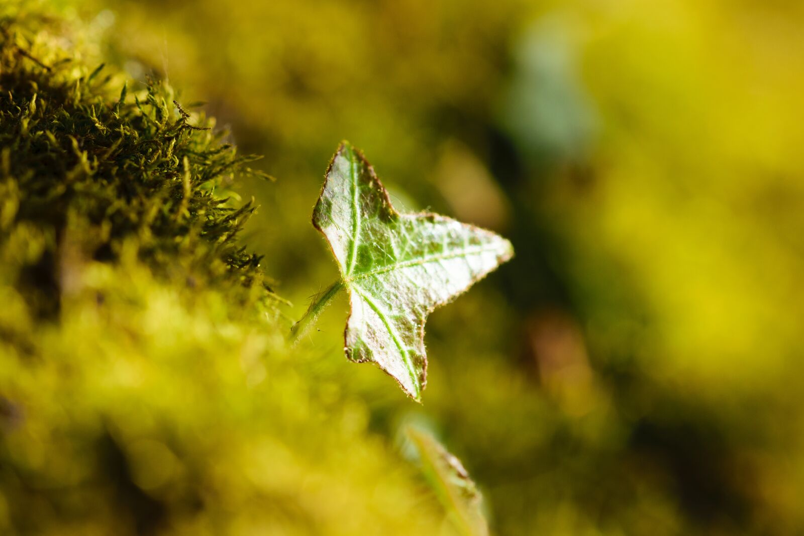 Nikon D5300 sample photo. Outdoor, closeup, close photography