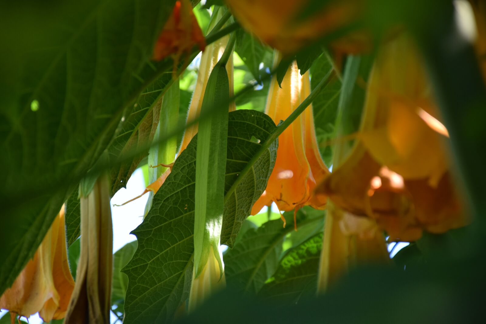 Nikon D5300 sample photo. Datura, angel trumpet, light photography