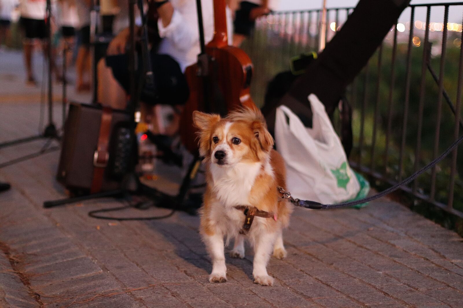 Canon EOS 77D (EOS 9000D / EOS 770D) sample photo. Dog, urban, street photography
