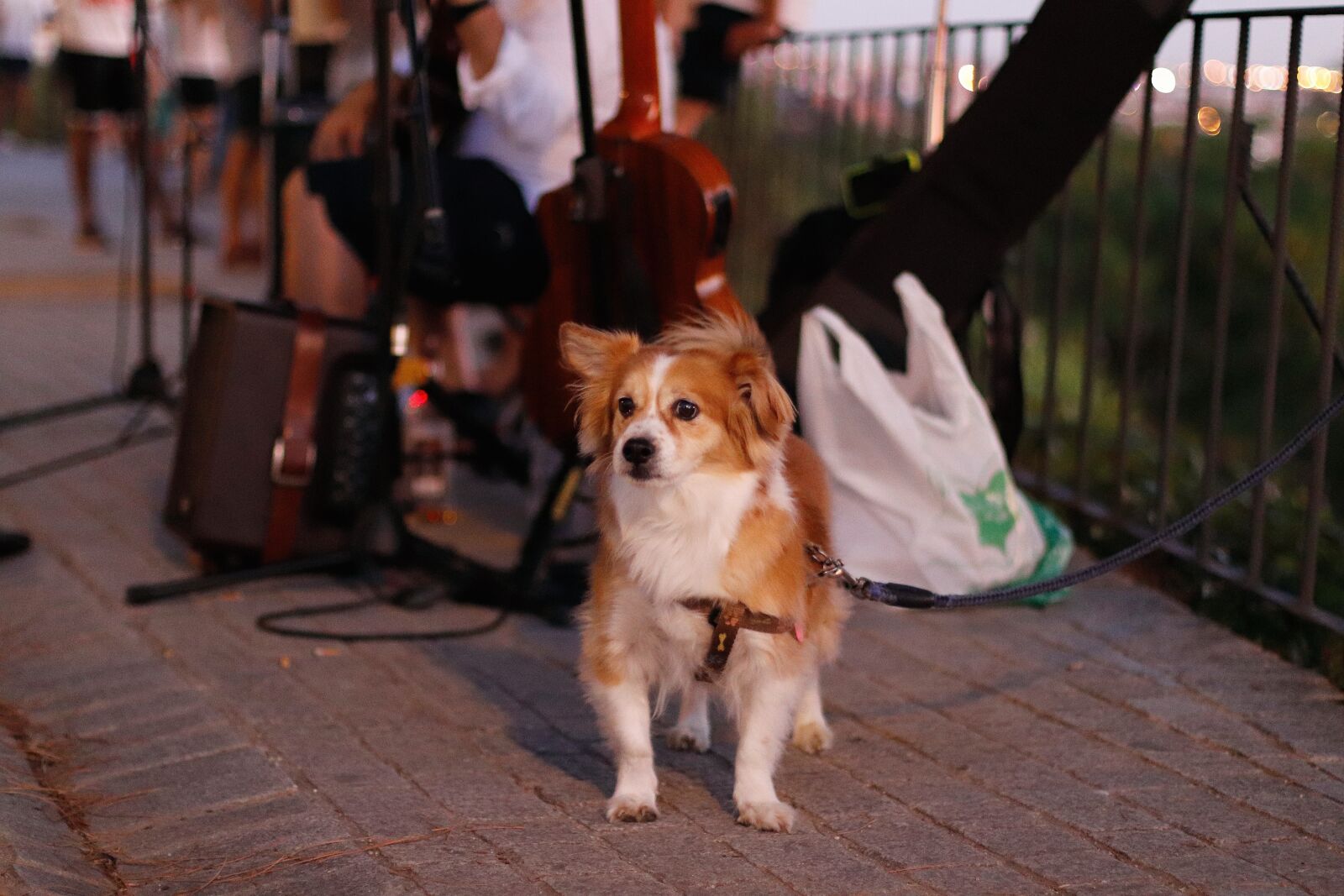 Canon EF 50mm F1.4 USM sample photo. Dog, urban, street photography