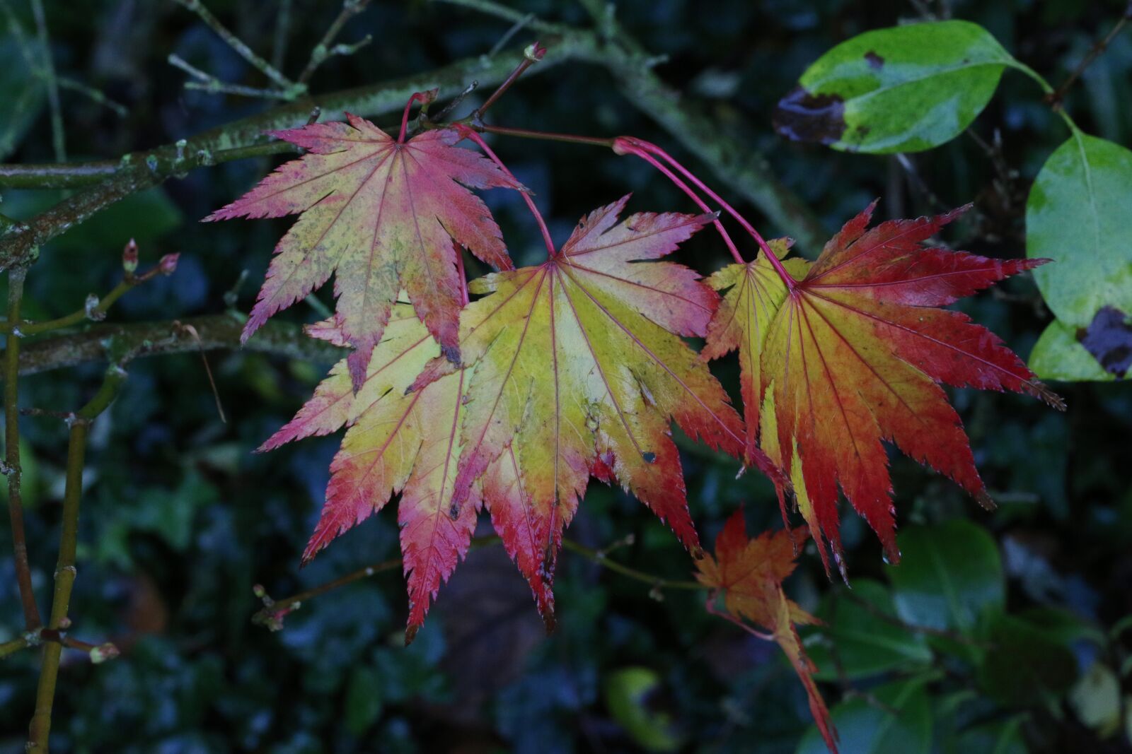 Canon EF 50mm F1.8 STM sample photo. Leaves, acer, fall photography