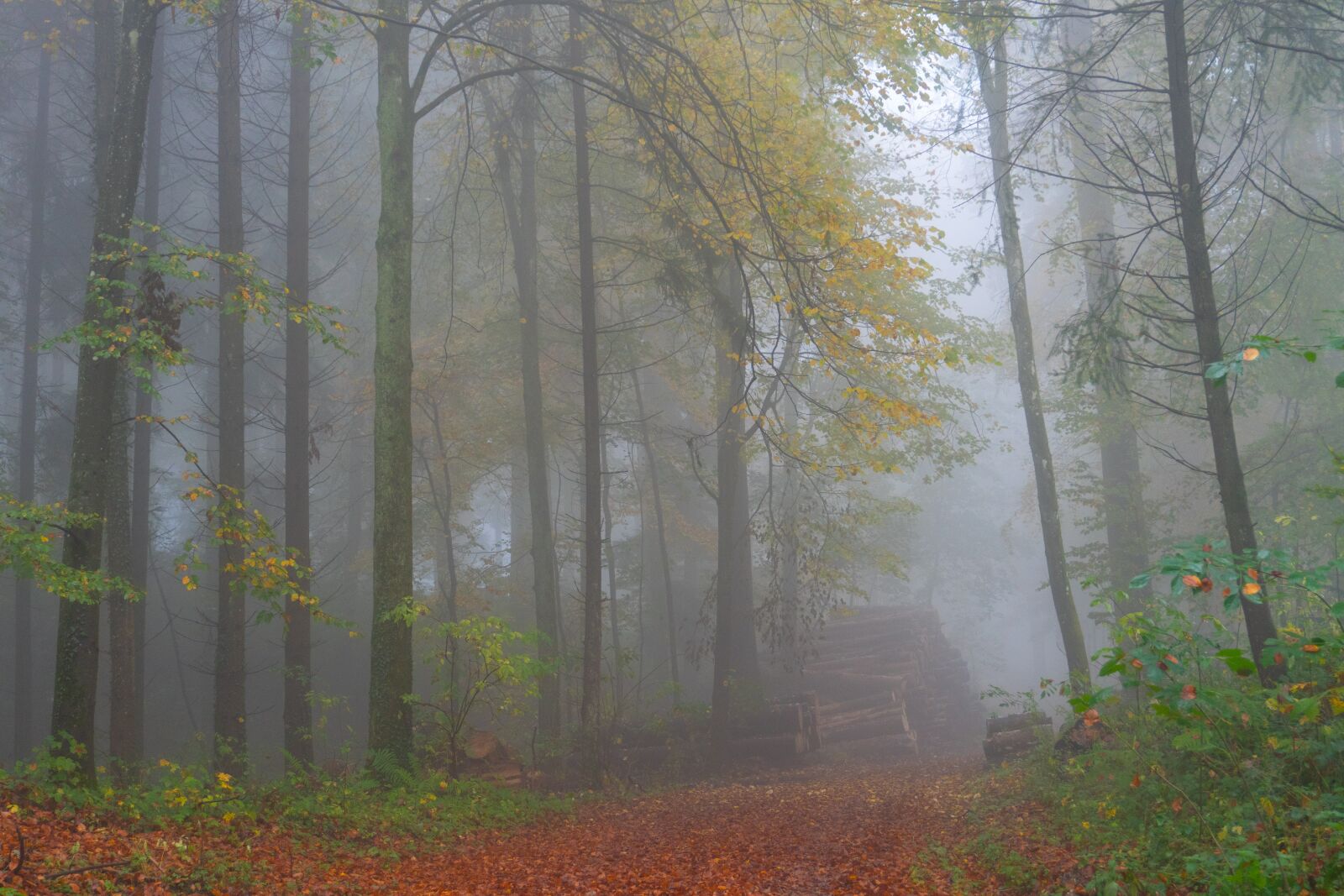 Sony a6500 sample photo. Trees, fog, autumn photography