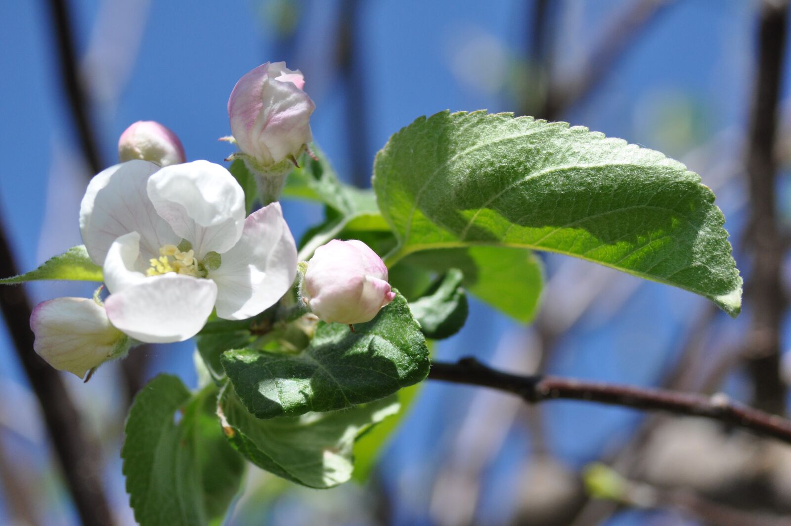 Nikon D90 sample photo. Branch, nature, tree photography