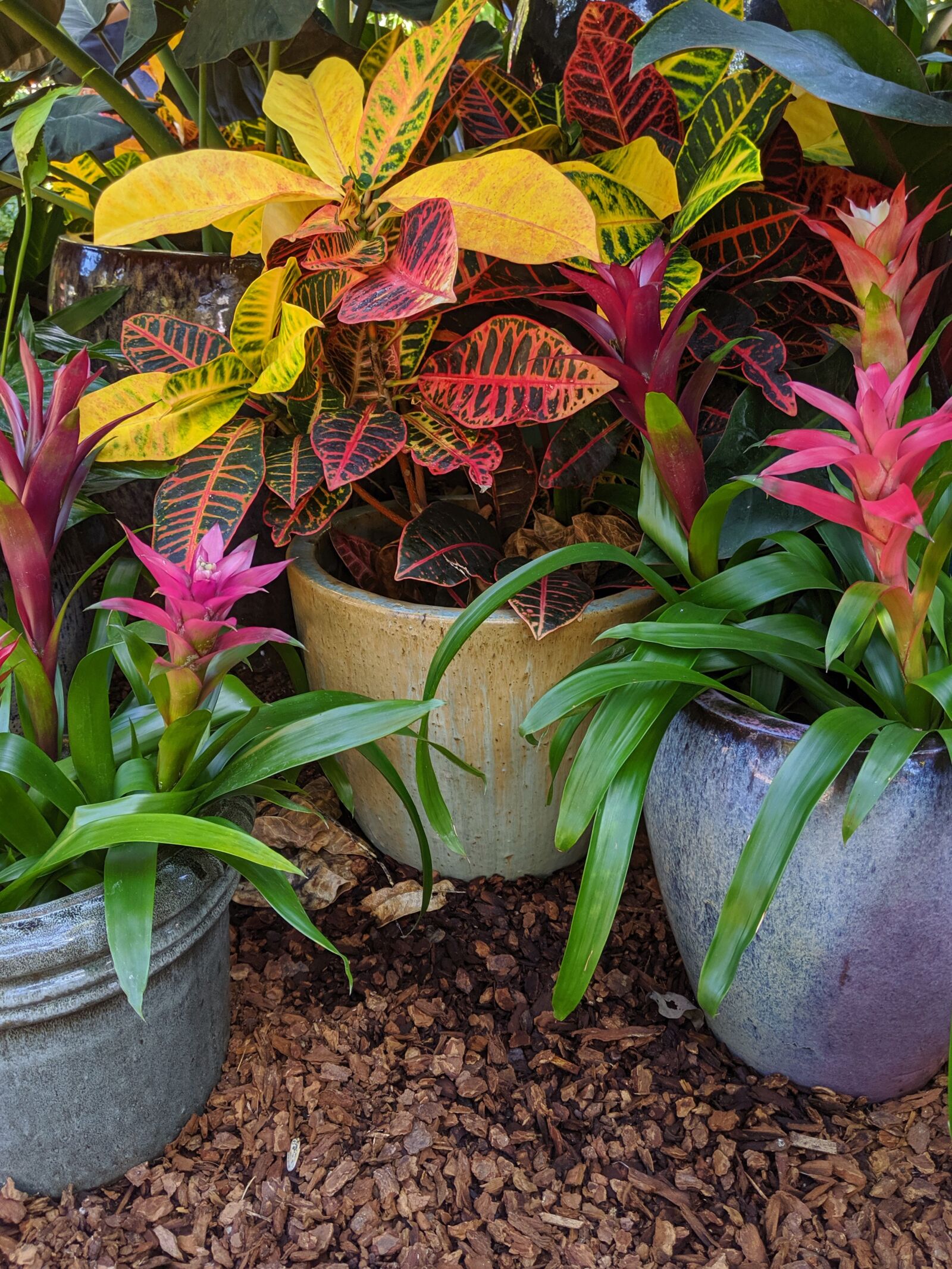 Google Pixel 3 XL sample photo. Tropical foilage, bromeliads, colorful photography