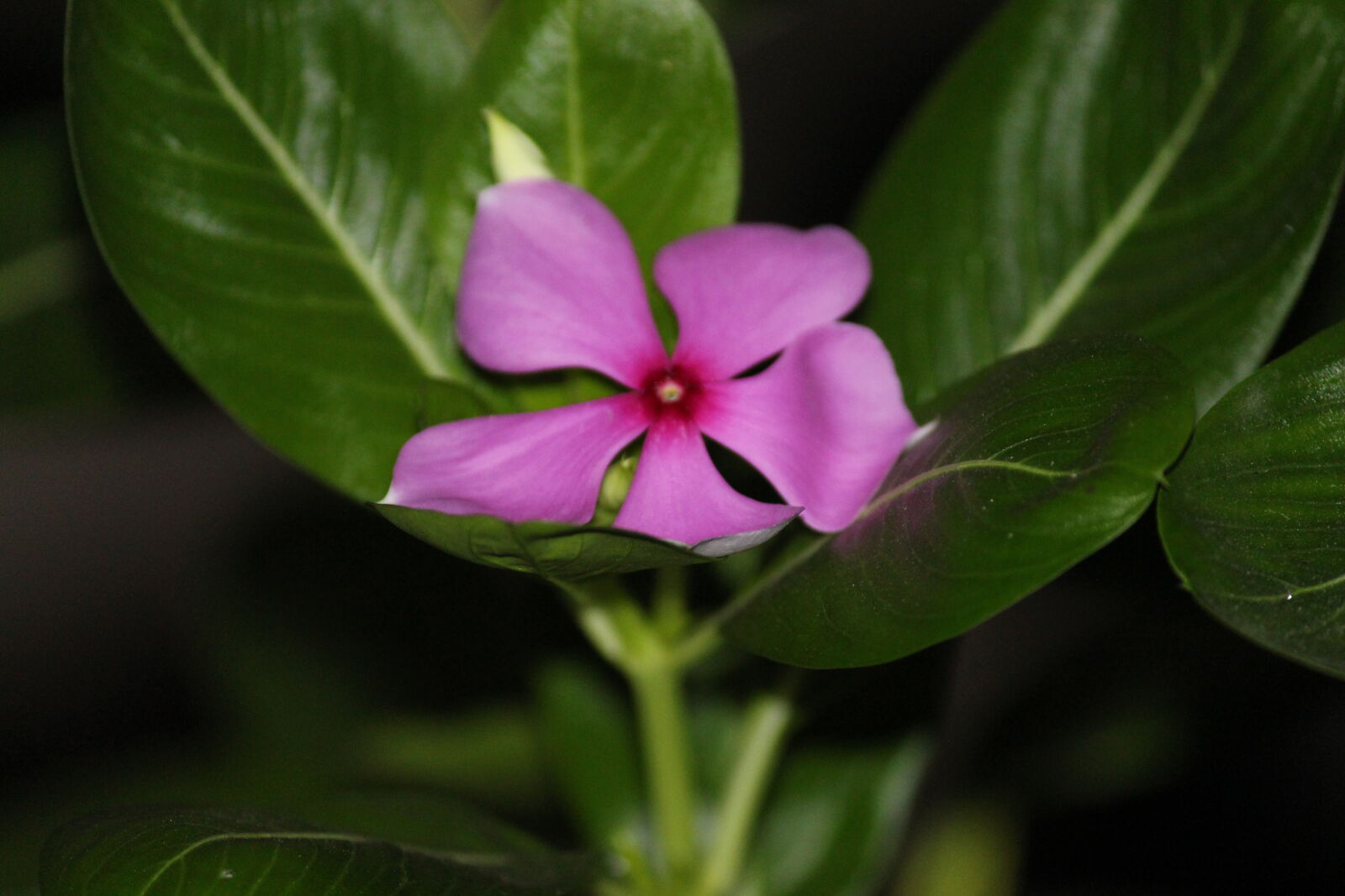 Canon EOS 700D (EOS Rebel T5i / EOS Kiss X7i) sample photo