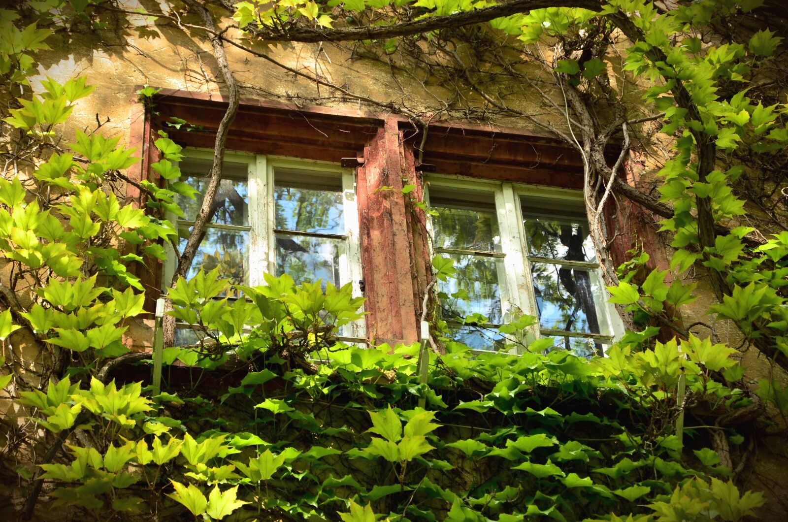 Nikon D5100 sample photo. Window, house, architecture, plant photography