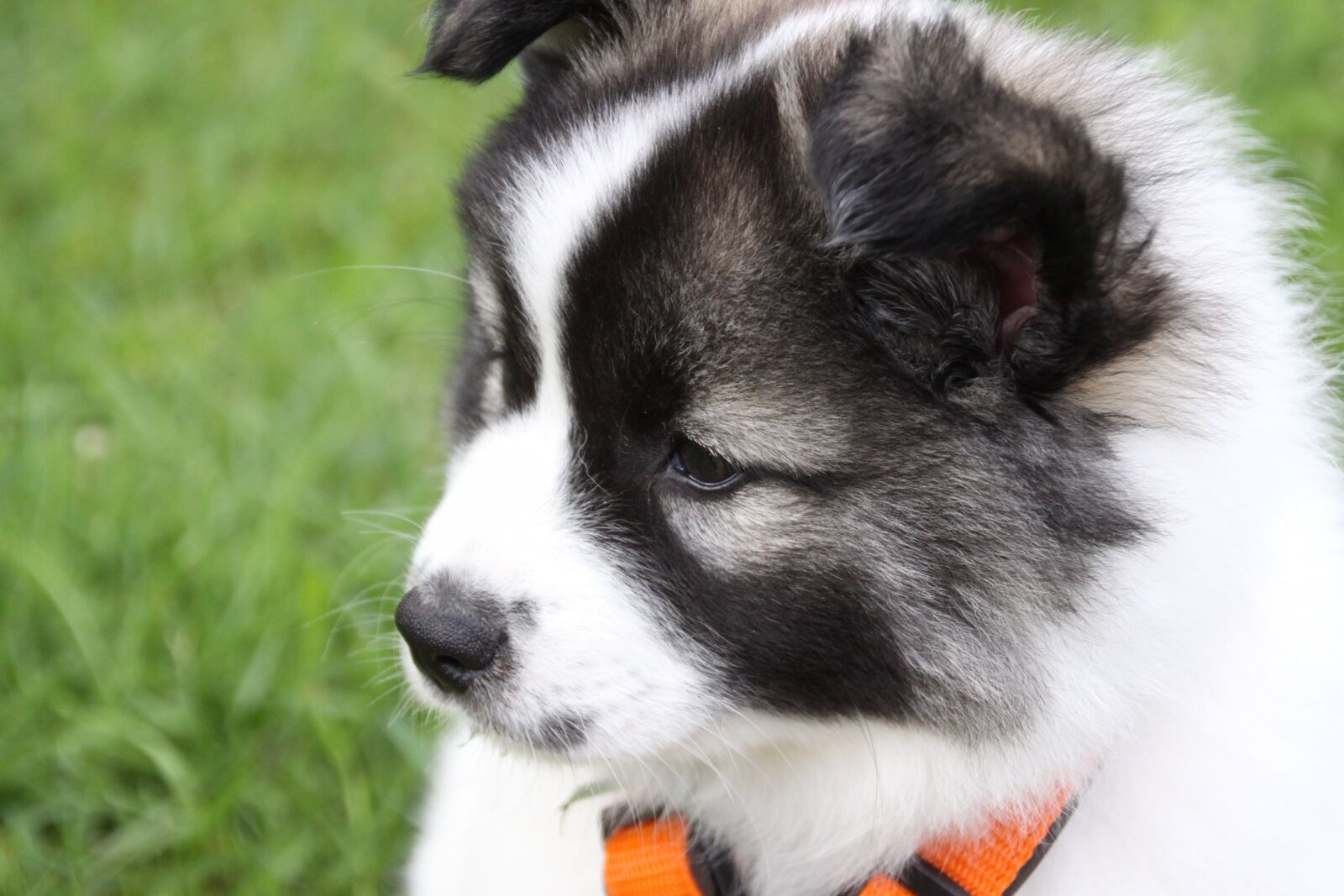 Canon EOS 50D sample photo. Chebo, elo, dog photography