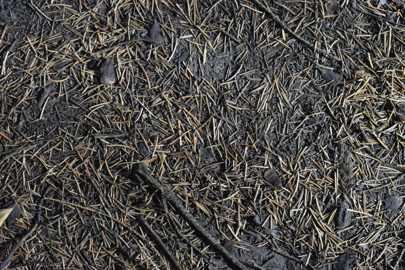 Nikon D3400 sample photo. Needle, pine, spruce photography