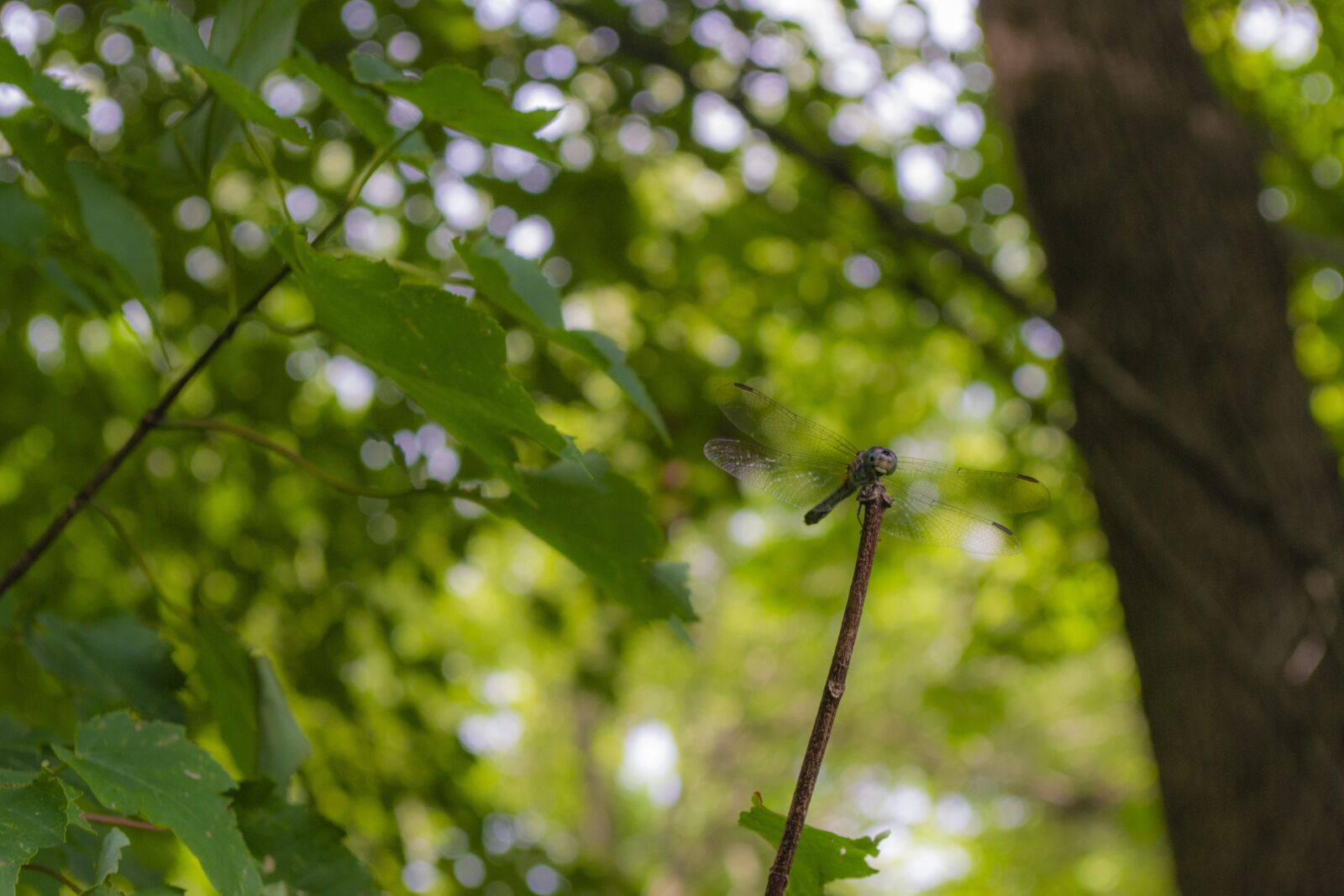 Nikon D3100 sample photo. Dragonfly, tree, twig photography