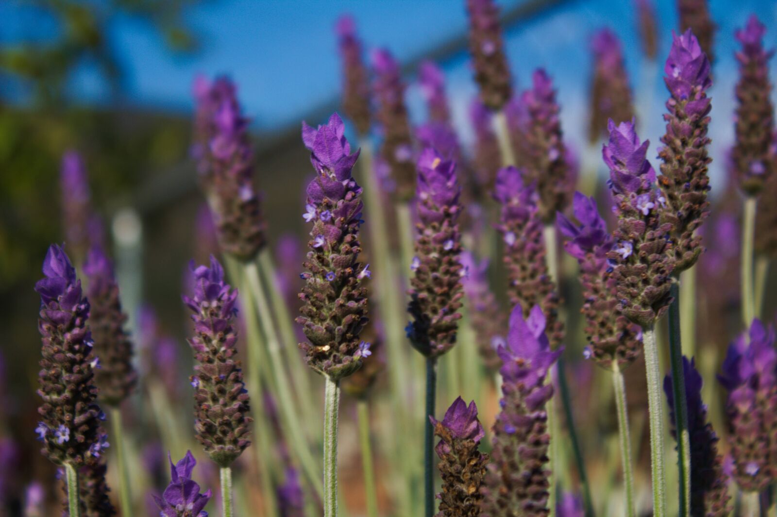 Canon EOS 1300D (EOS Rebel T6 / EOS Kiss X80) sample photo. Lavender, flowers, plants photography