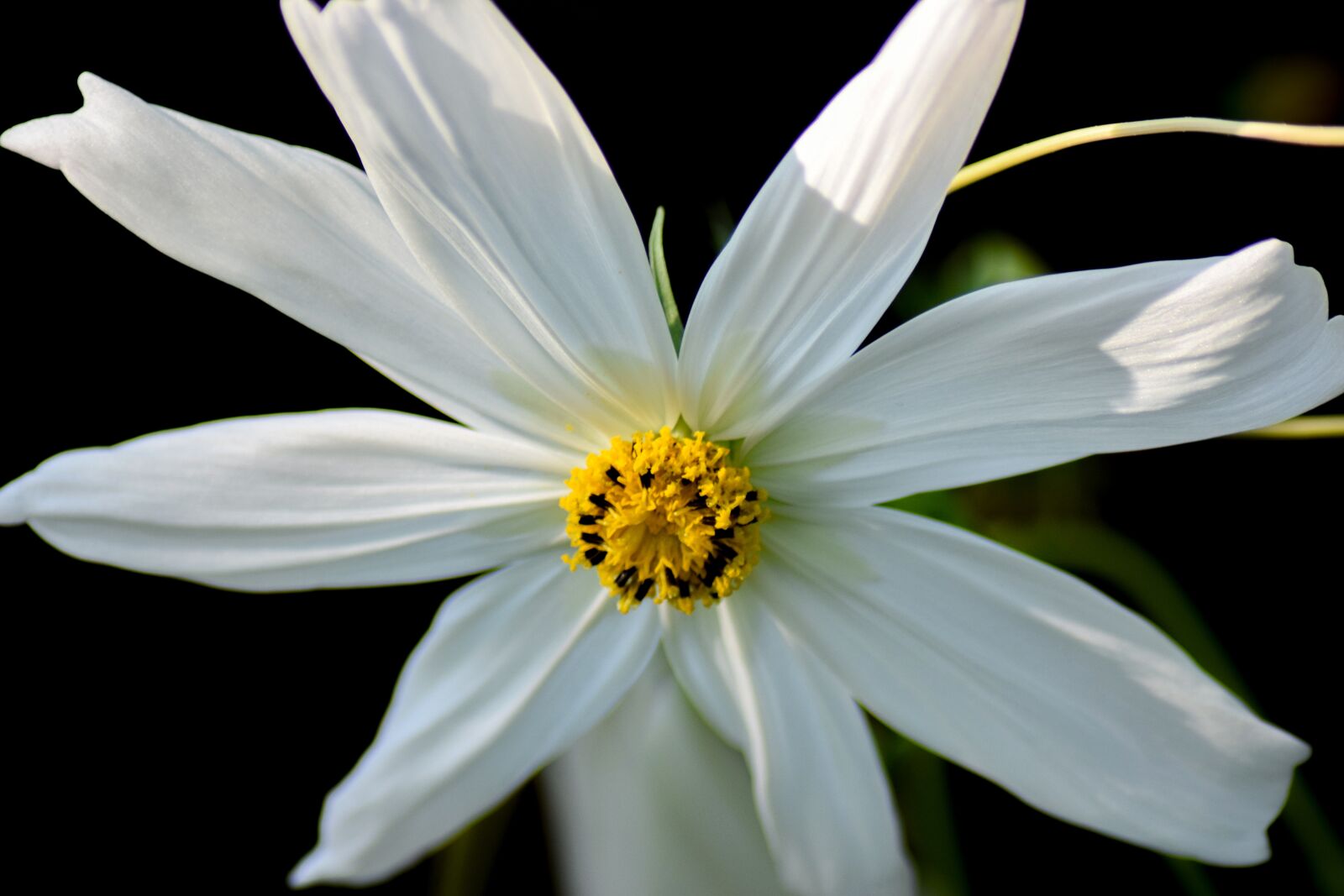 Nikon D5300 sample photo. White flower, macro, pistil photography