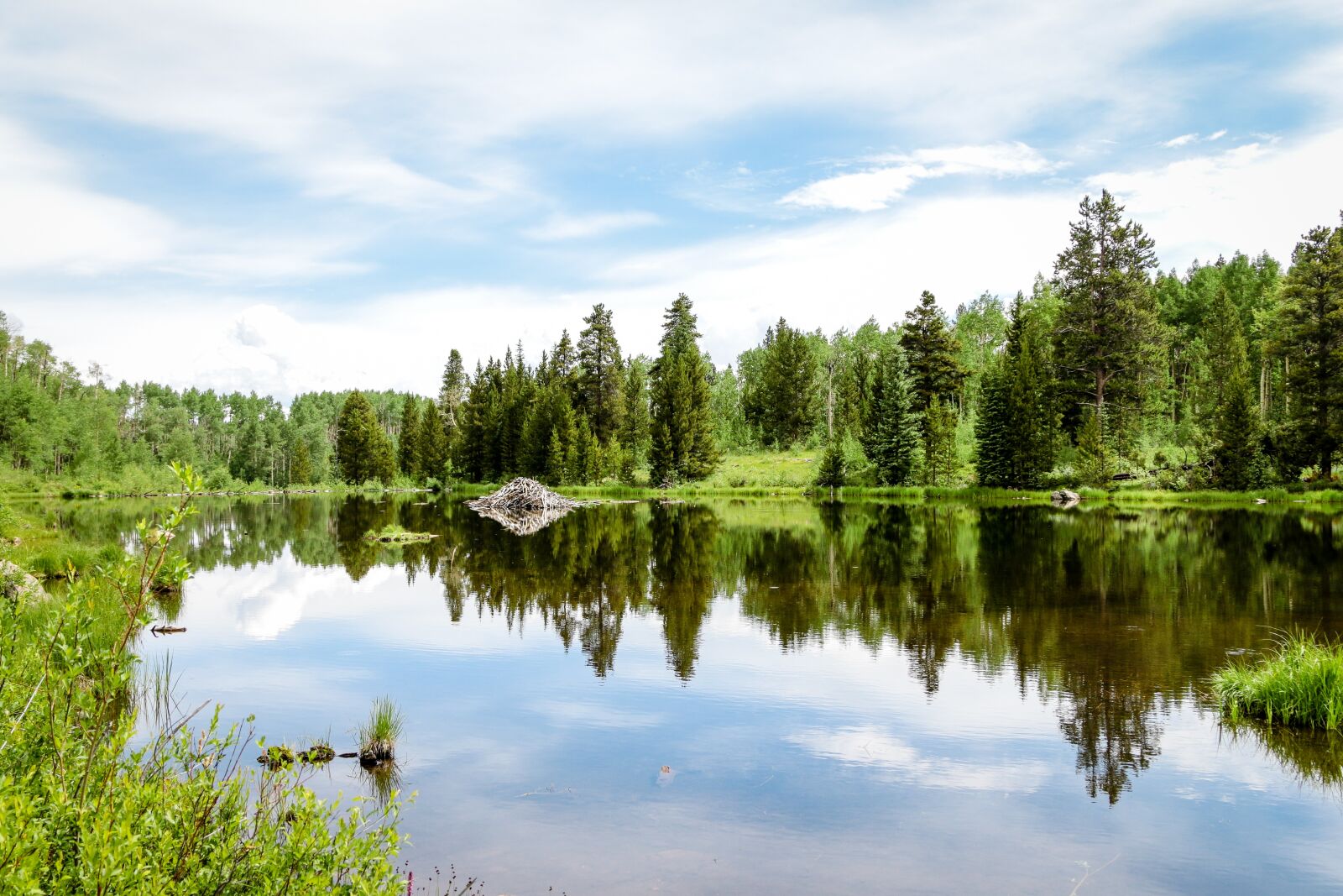 Canon EOS 70D + Canon EF 24-105mm F4L IS USM sample photo. Reflection, treelike, lake photography