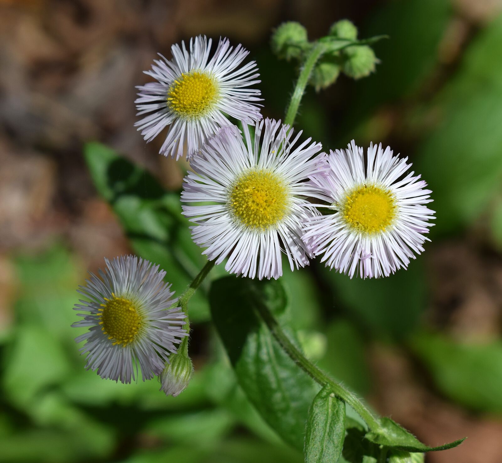 Nikon D3300 sample photo. Fleabane, wildflower, medicinal photography