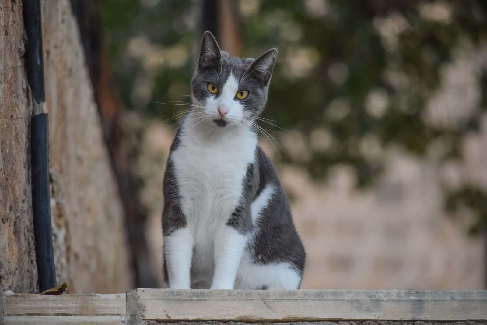 Nikon D3300 sample photo. Animal, cute, cat photography