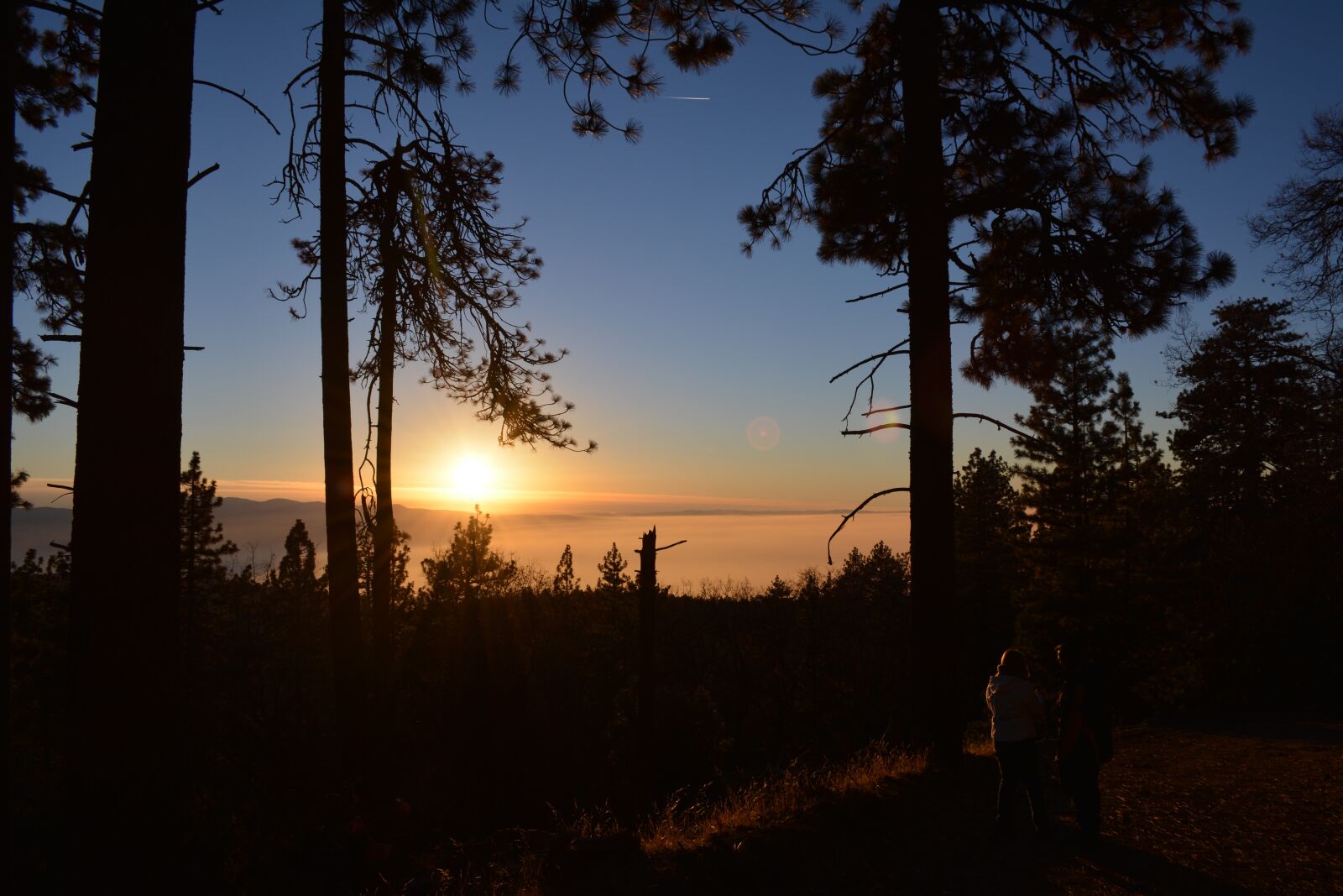 Nikon D5200 sample photo. Tree, sun, sunset photography