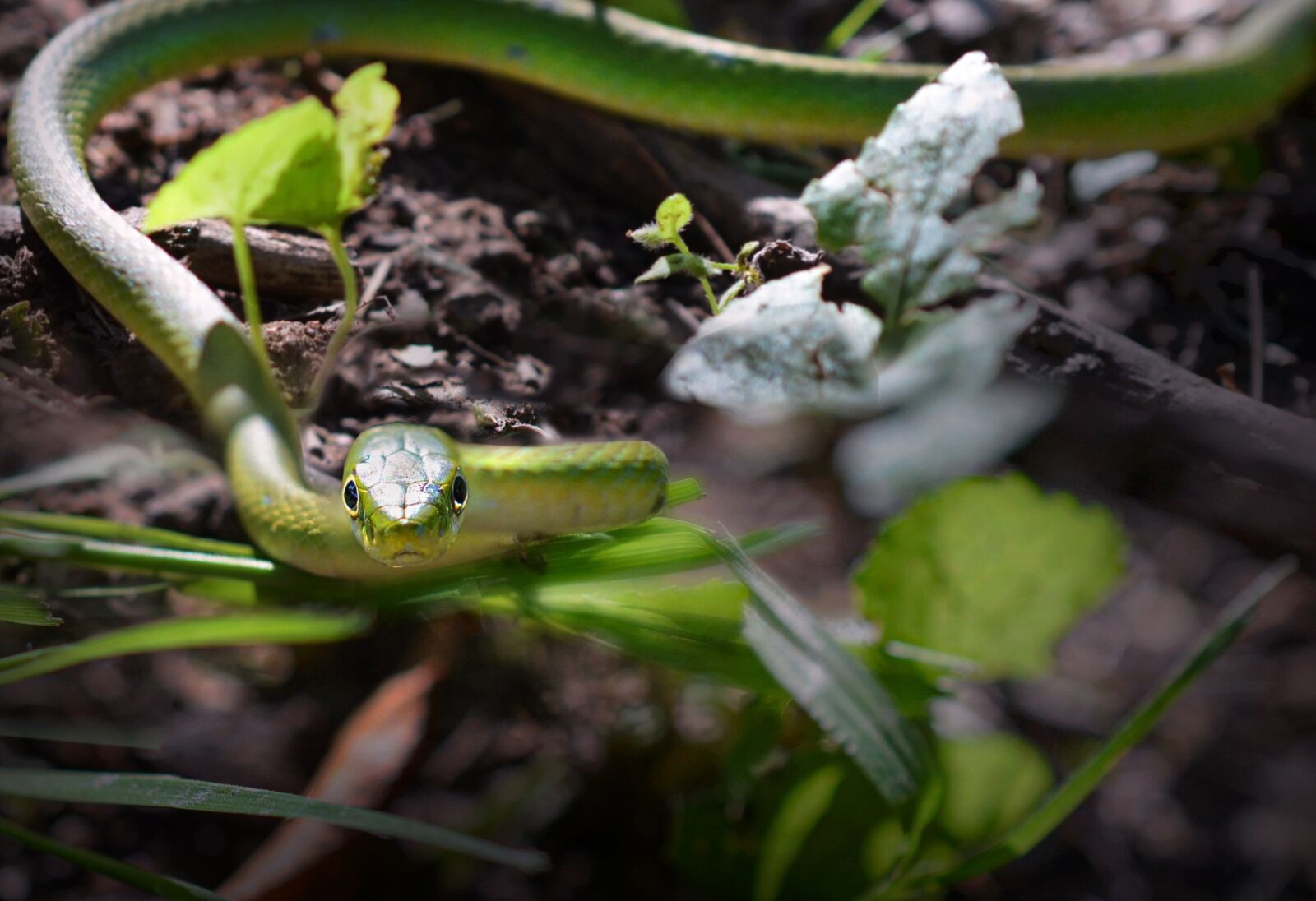 Nikon D5100 sample photo. Snake, green, nature photography