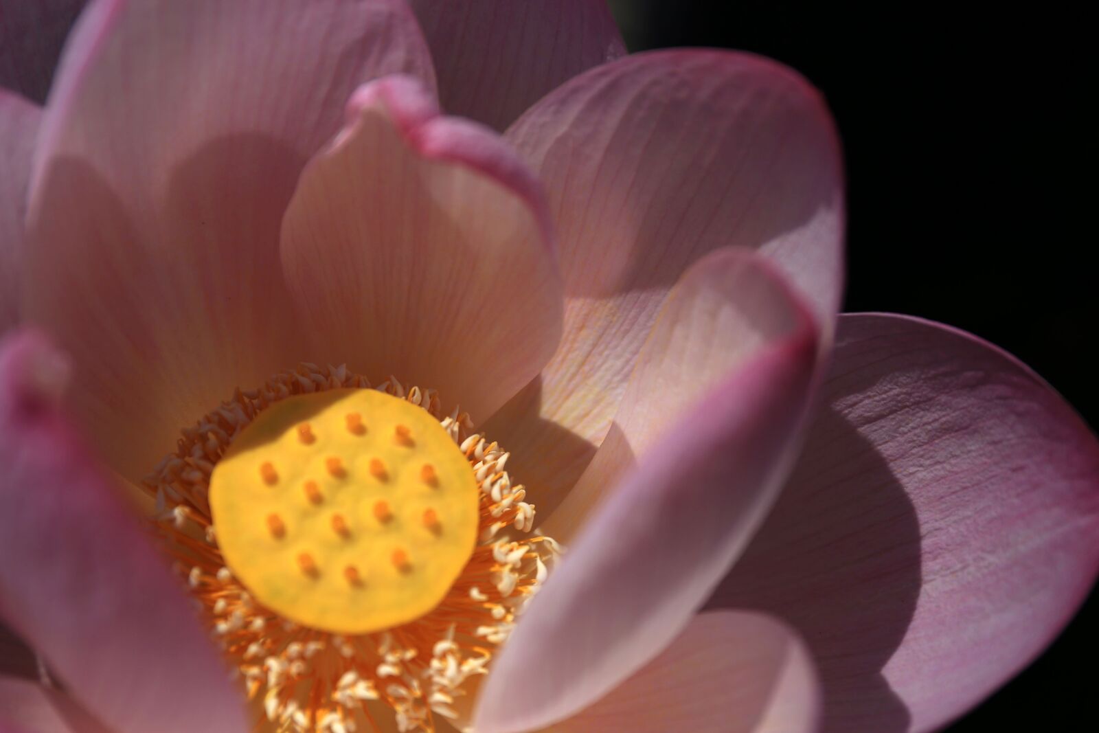 Canon EF 24-70mm F4L IS USM sample photo. Pistil, lotus, bright photography