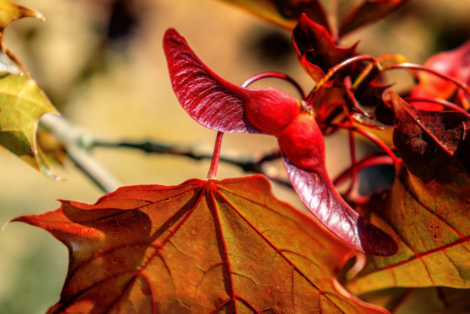 Canon EOS 200D (EOS Rebel SL2 / EOS Kiss X9) sample photo. Brown, nature, autumn photography