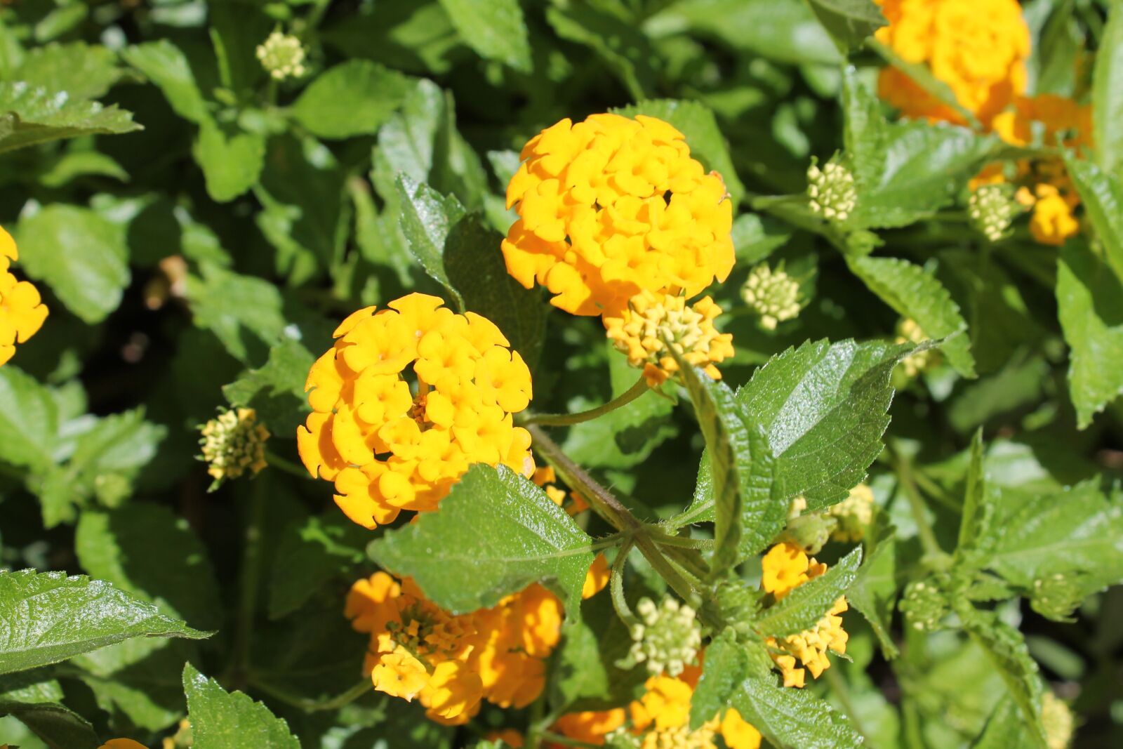 Canon EOS 1100D (EOS Rebel T3 / EOS Kiss X50) sample photo. λαντάνα, yellow, plant photography