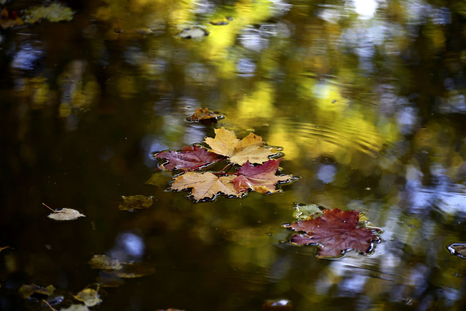 Canon EOS 6D sample photo. Sheet, nature, autumn photography