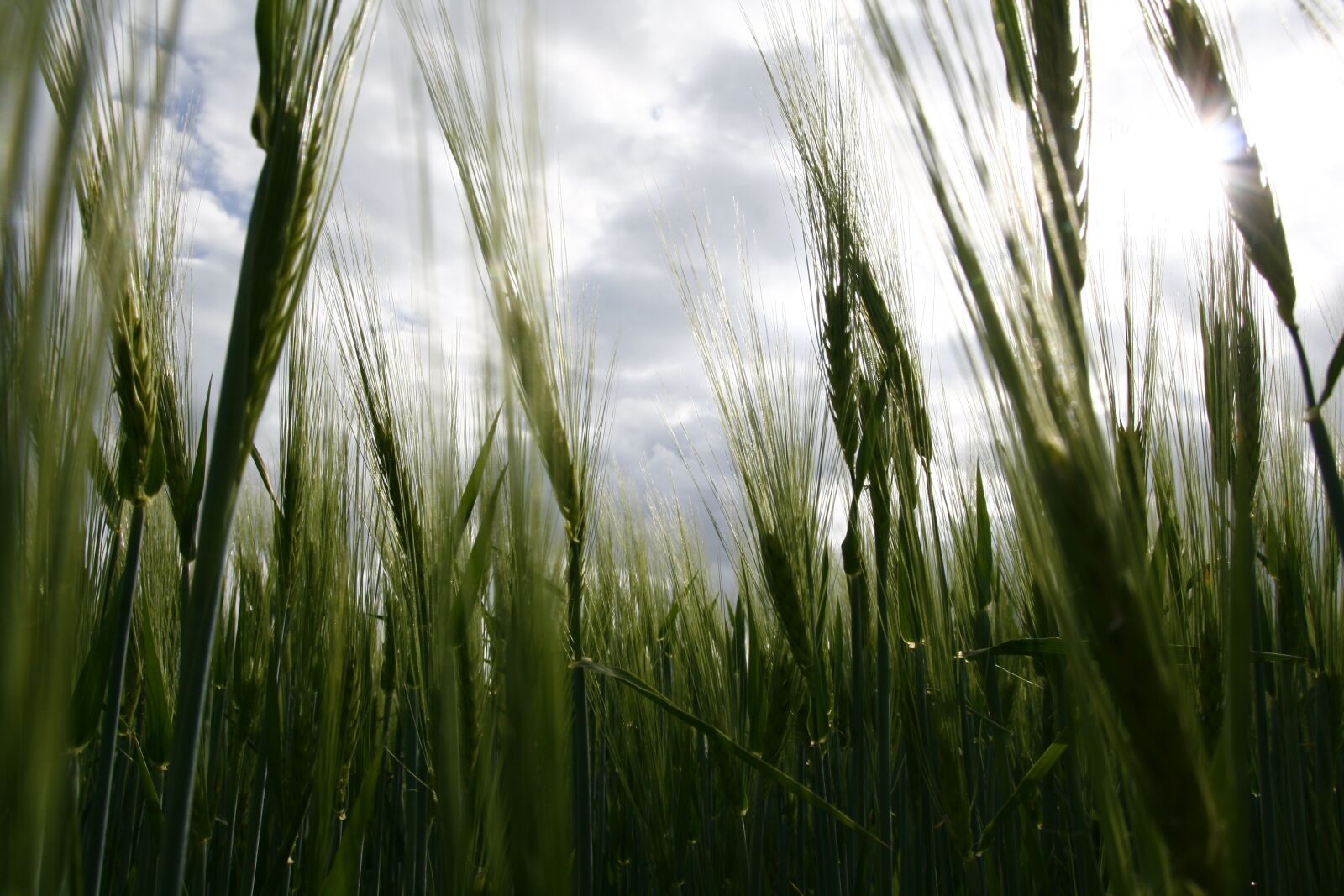 Canon EOS 400D (EOS Digital Rebel XTi / EOS Kiss Digital X) sample photo. Field, nature, cereals photography