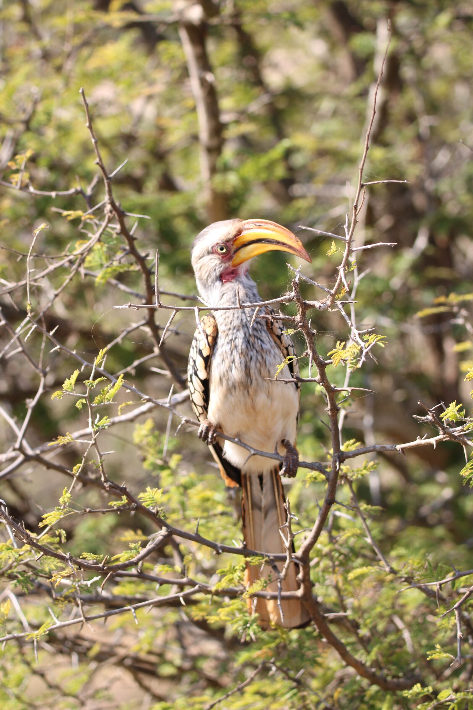 150-600mm F5-6.3 DG OS HSM | Contemporary 015 sample photo. Hornbill, bird, wildlife photography