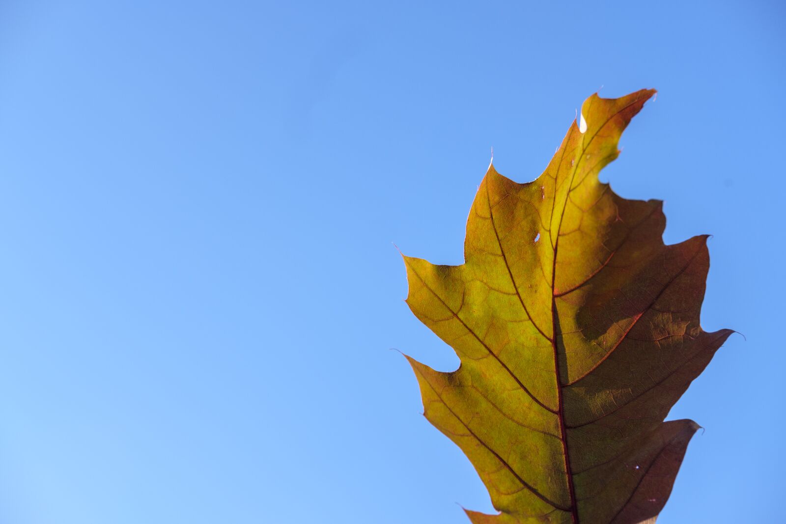 Fujifilm X-T2 + Fujifilm XF 35mm F2 R WR sample photo. Leaf, colorful, color photography