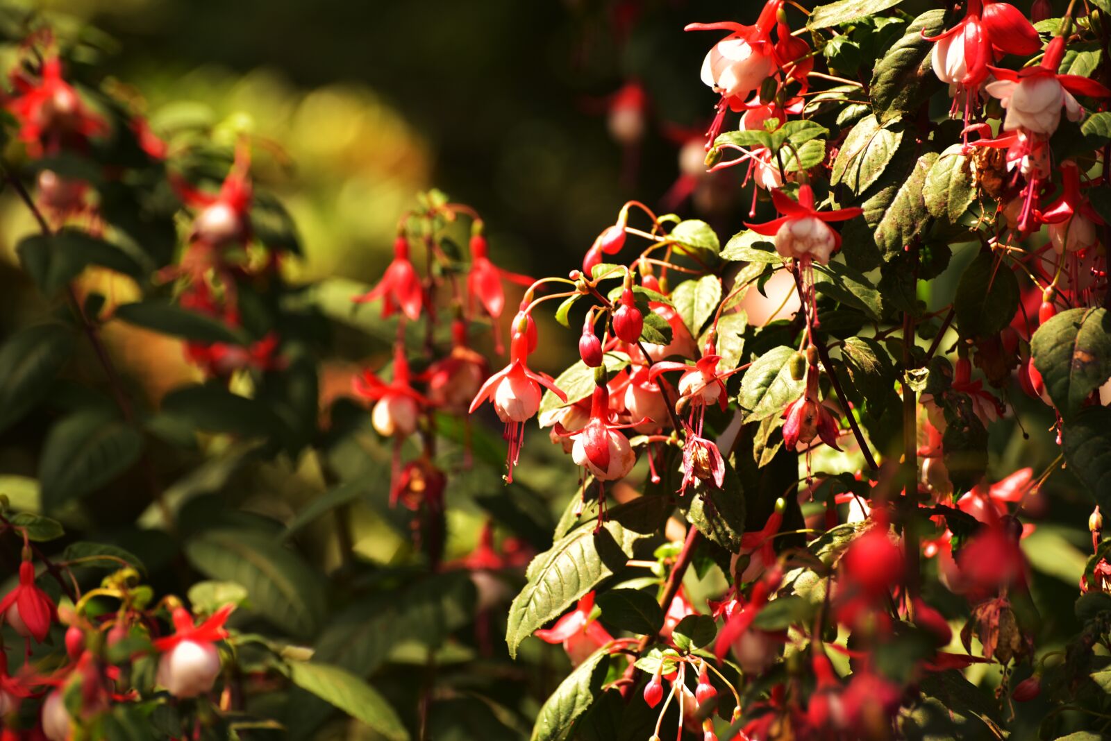 Nikon D750 sample photo. Red, flowers, nature photography
