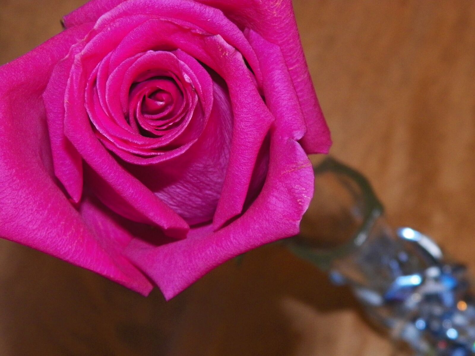 Kodak EASYSHARE Z5010 DIGITAL CAMERA sample photo. Rose, flower, bud photography