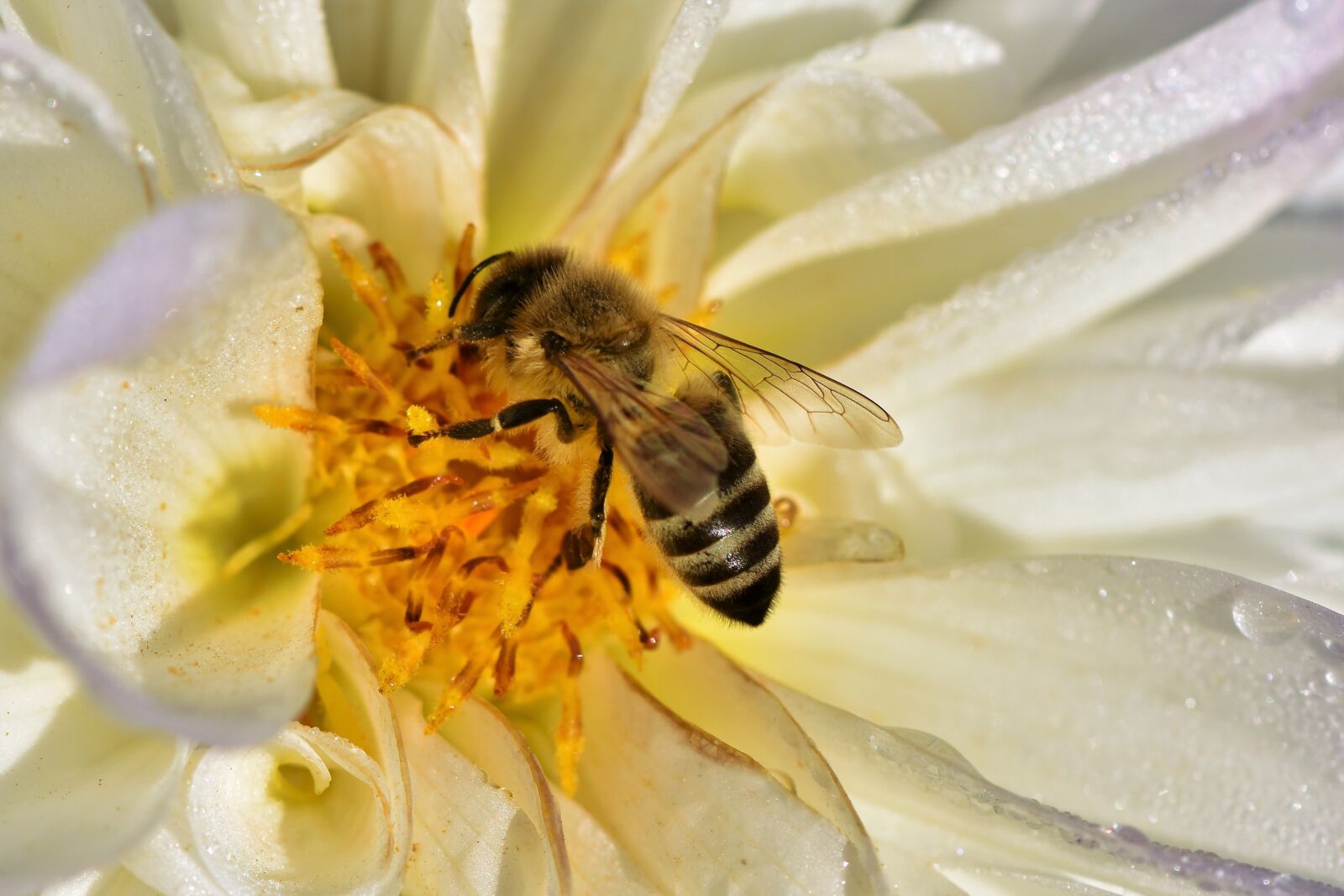 Nikon D7200 sample photo. Bee, honey bee, pollen photography