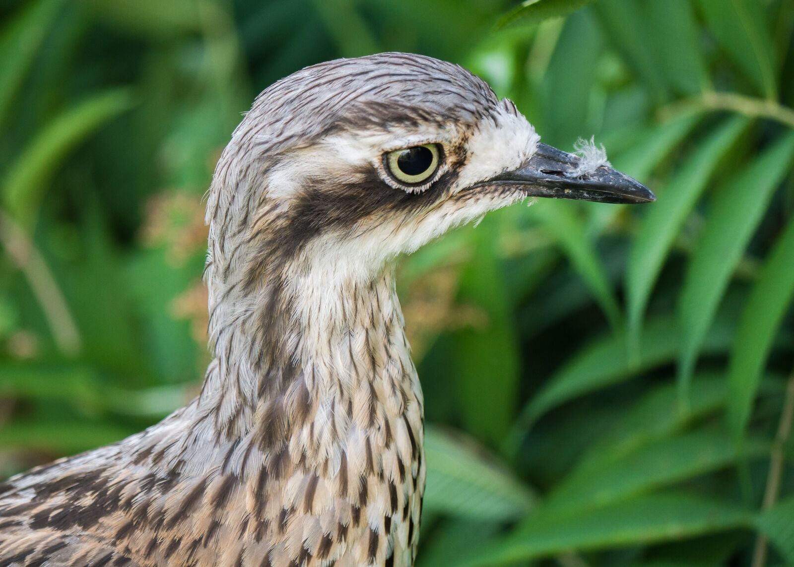 LUMIX G VARIO 100-300/F4.0-5.6II sample photo. Bird, flightless bird, triel photography
