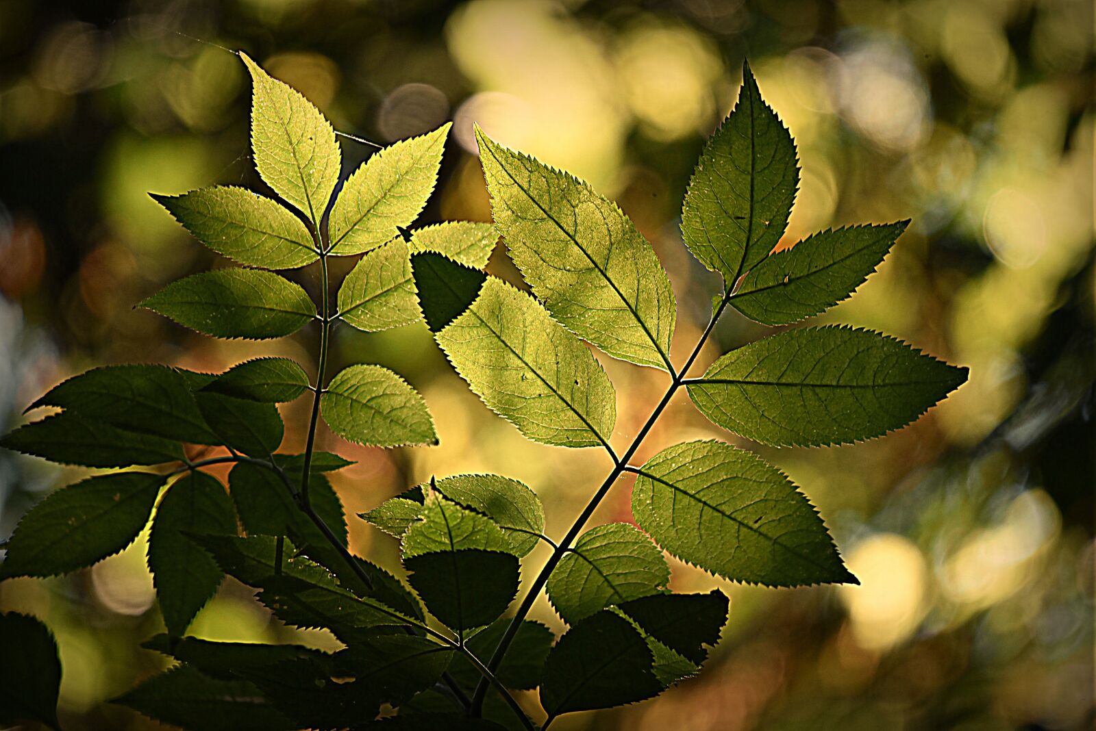 Nikon D750 sample photo. Leaf, foliage, forest photography