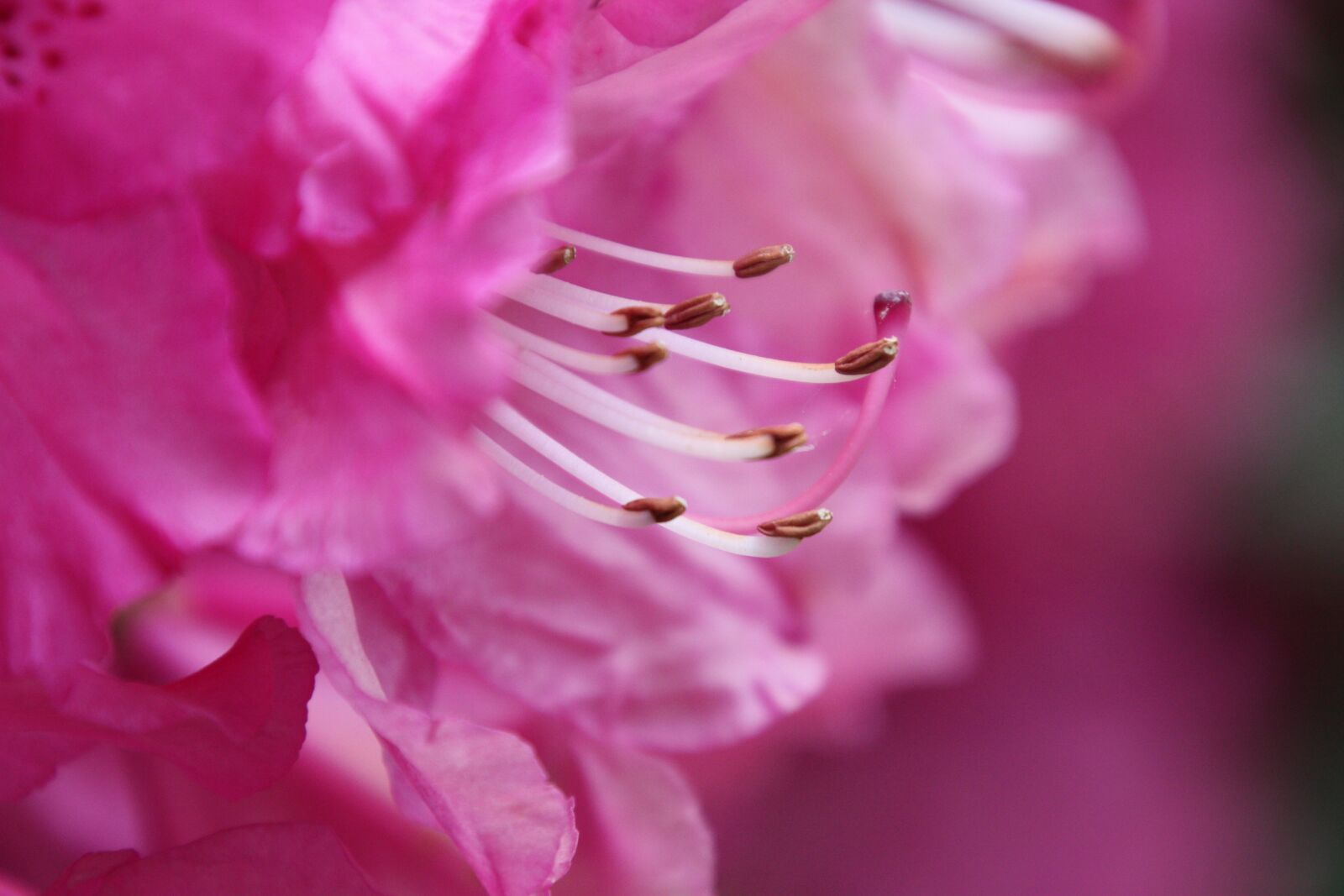 Canon EOS 450D (EOS Rebel XSi / EOS Kiss X2) sample photo. Stamens, rhododendron, flower photography