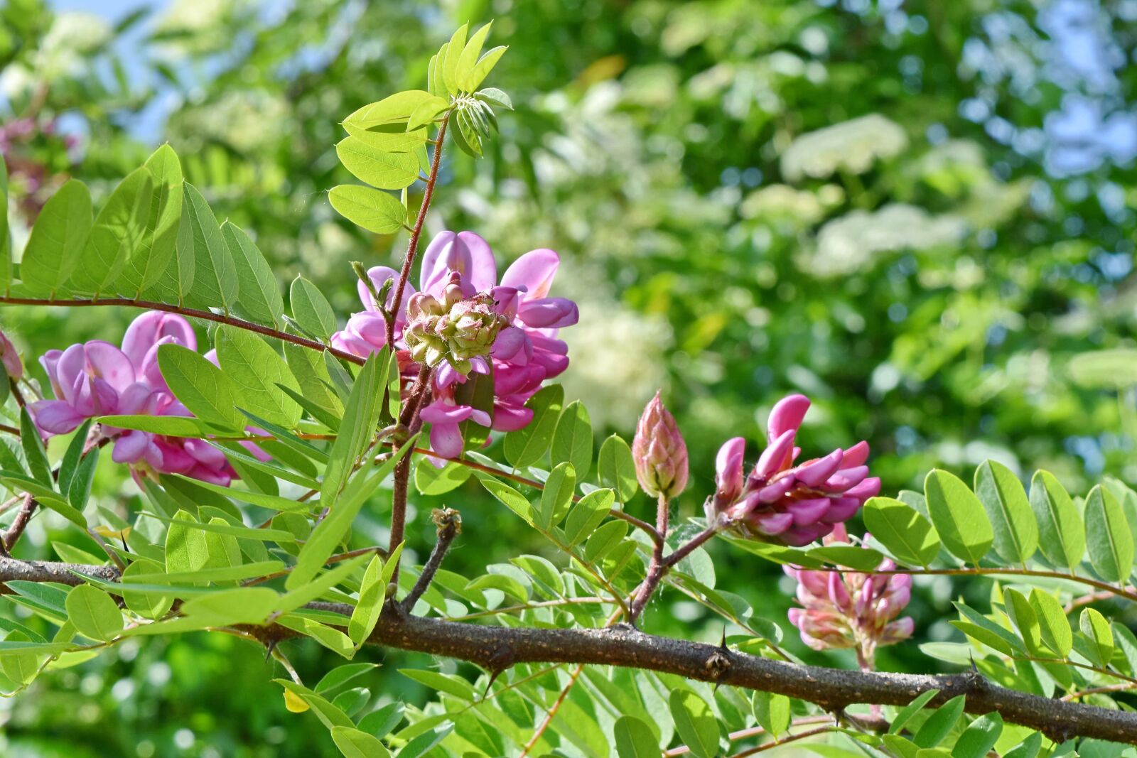 Nikon D5500 sample photo. Acacia, pinkish, flower, flora photography