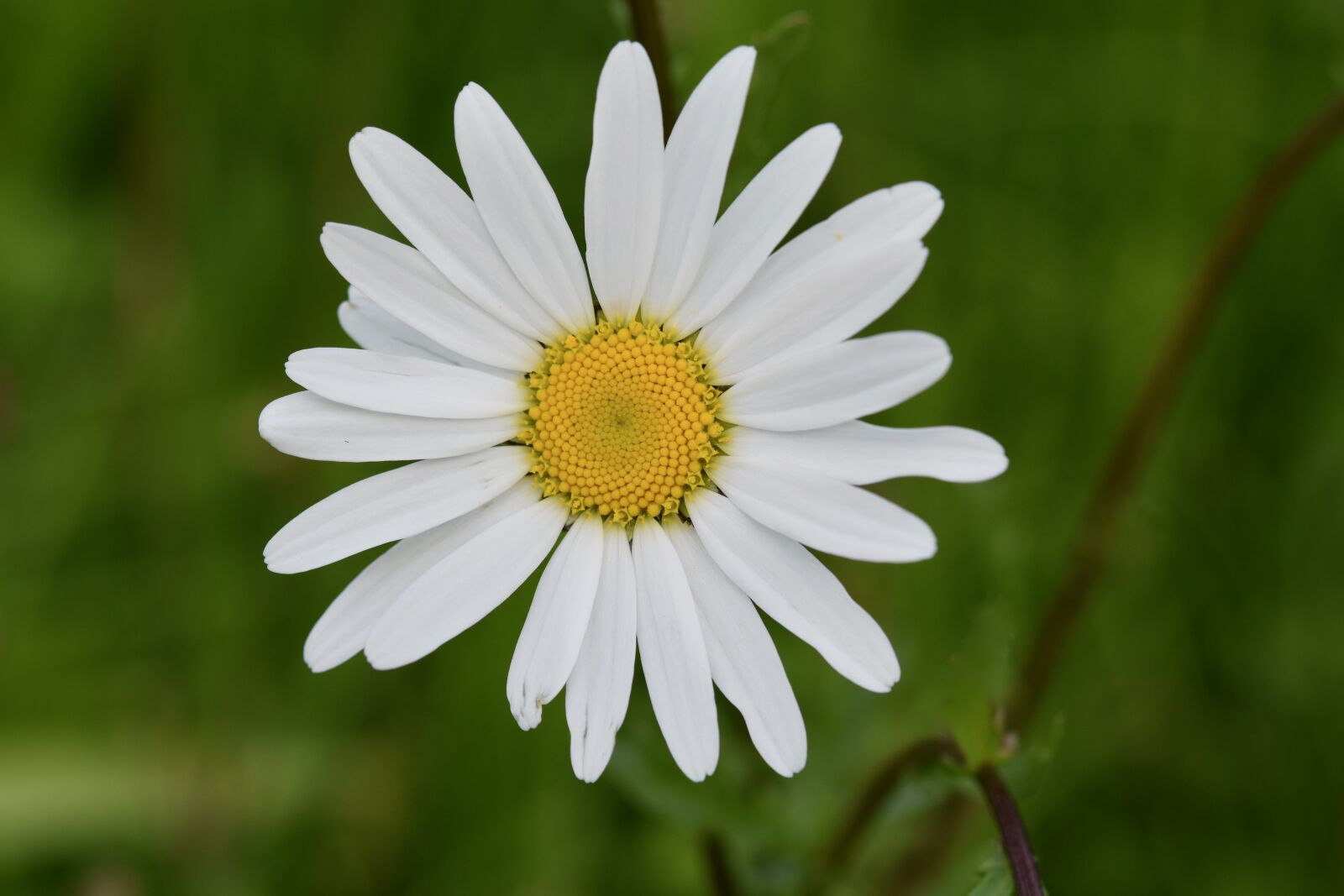 Nikon D5600 sample photo. Flower, marguerite, daisies white photography