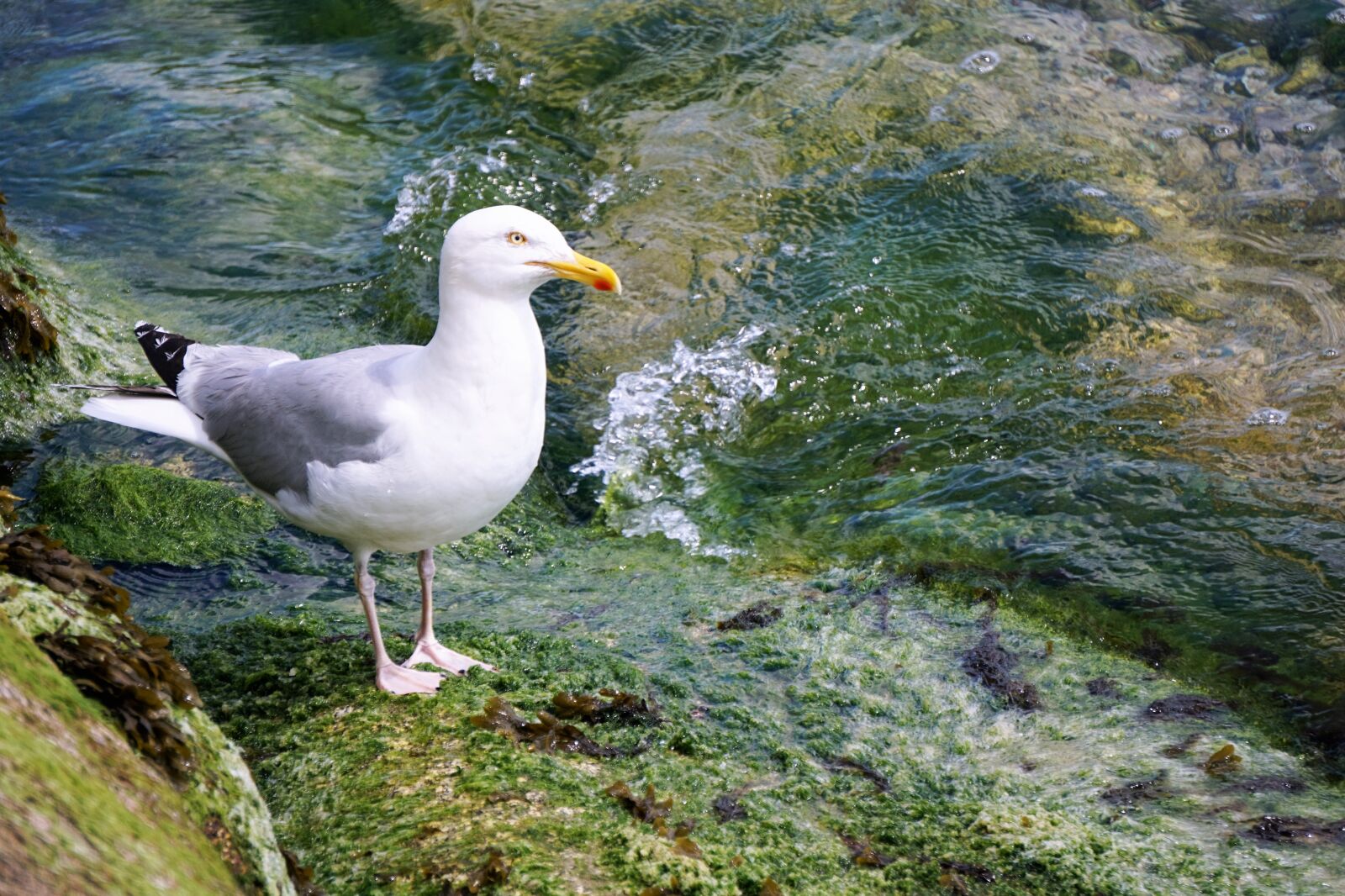 Sony a6000 sample photo. Faune, faune, sauvage, goeland photography