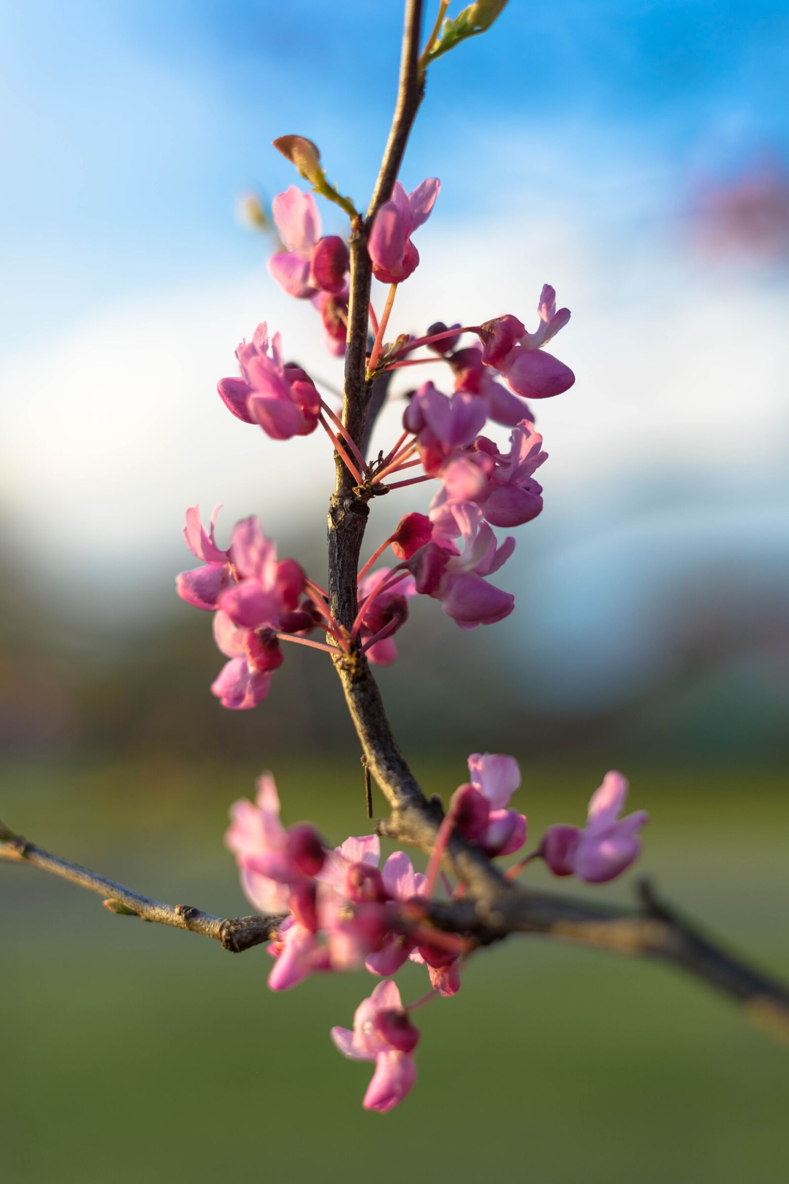Sony a7 II + Sony FE 50mm F1.8 sample photo. Nature, pink, flowers photography
