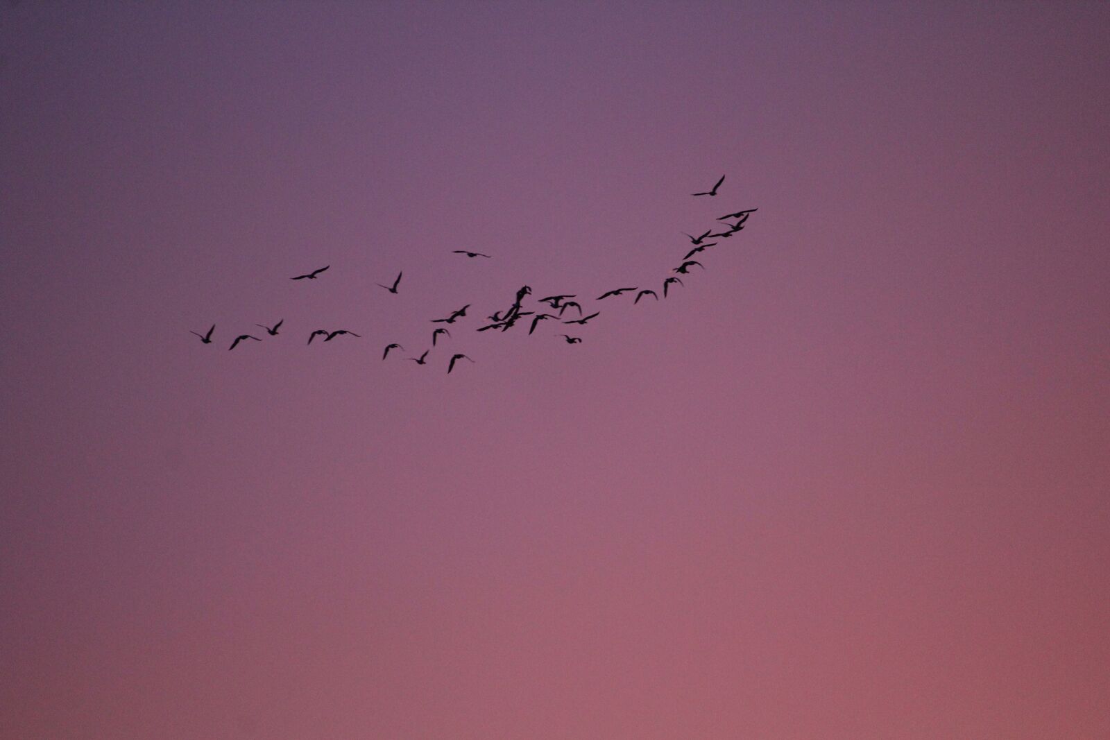 Canon EOS 1200D (EOS Rebel T5 / EOS Kiss X70 / EOS Hi) sample photo. Birds, flight, morgenrot photography