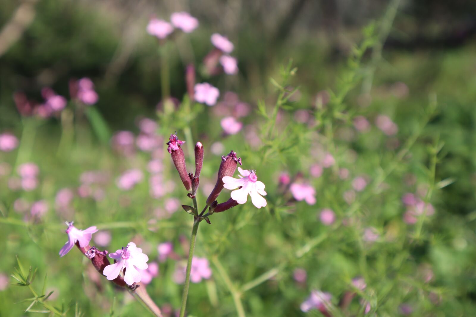Canon EOS M50 (EOS Kiss M) sample photo. Flowers, nature, spring photography