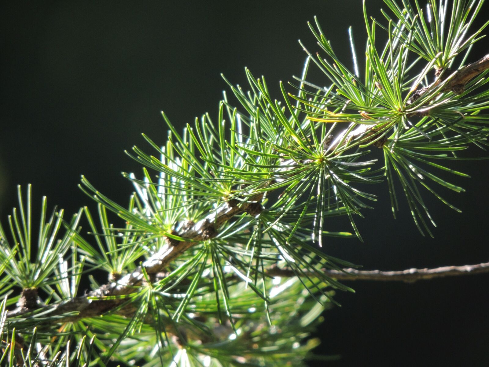 Nikon Coolpix P510 sample photo. Firs, fir tree, branch photography