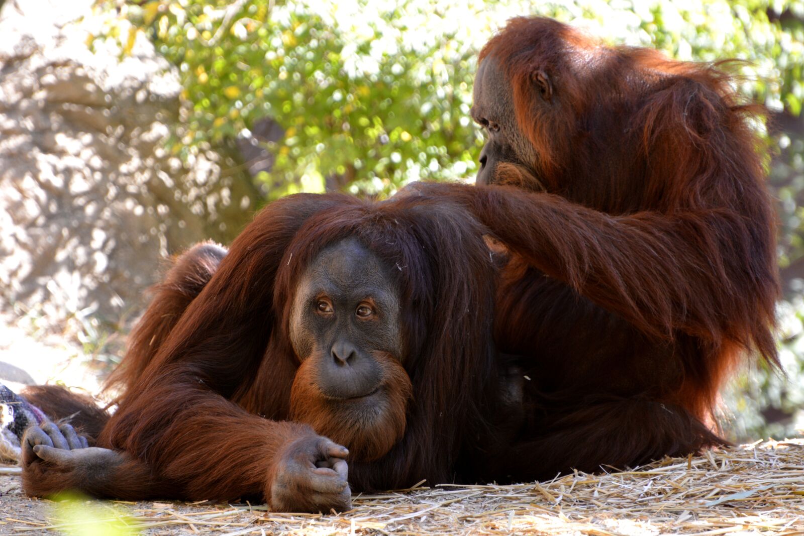 Nikon D7100 sample photo. Mammal, wildlife, monkey photography